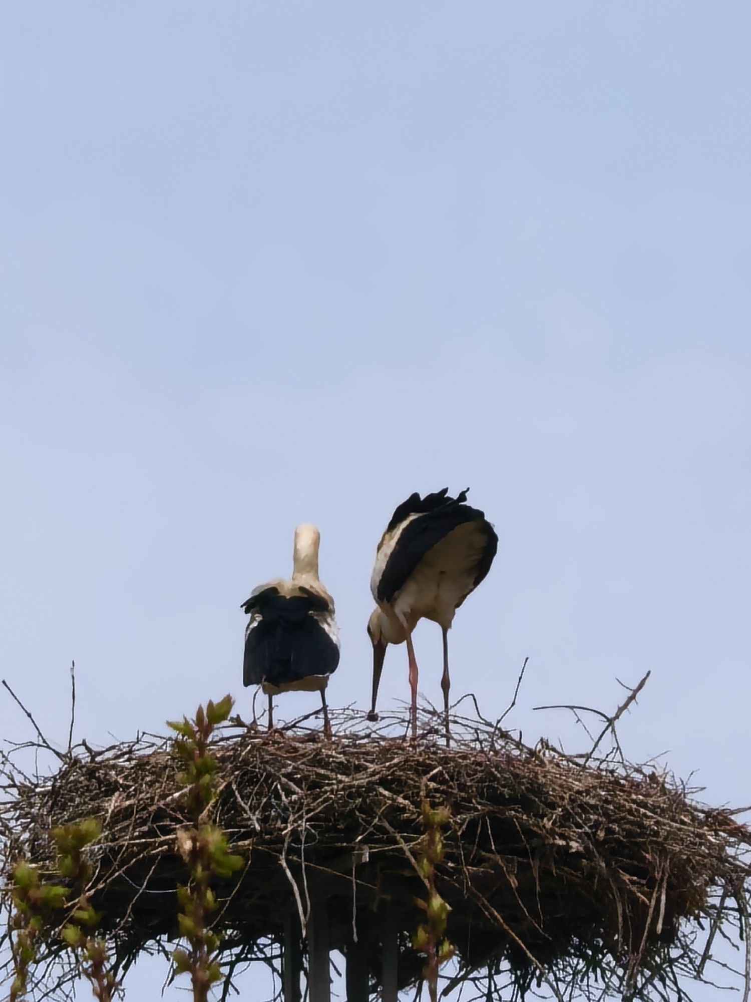 Two storks stand in a large nest of twigs and branches, likely a stork's nest, set against a pale blue sky. The nest appears to be atop a structure, potentially a pole or tall building. One stork faces away from the viewer, with its back and dark wings visible, while the other faces to the left, partially obscuring its features. Some green vegetation is visible at the base of the nest. The location is Unknown, Unknown.