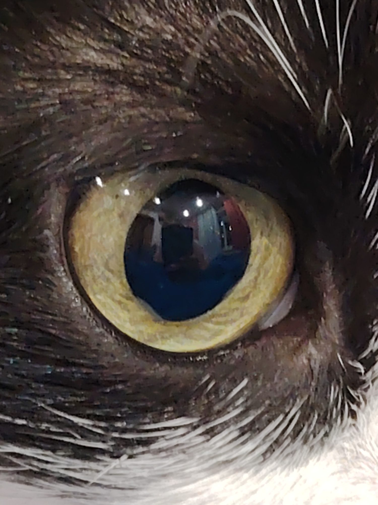 This is a close-up, macro photograph of a cat's eye. The iris is a striking golden yellow with visible texture and striations. The pupil is a deep, dark blue and reflects bright, circular highlights, indicating indoor lighting. The surrounding fur is predominantly dark brown and black, with some fine white hairs interspersed. The texture of the fur appears dense and soft. The image is sharp and well-lit, focusing solely on the eye and immediate surrounding area. There is no identifiable background or environmental context, and no people or other animals are visible. The location is not specified.