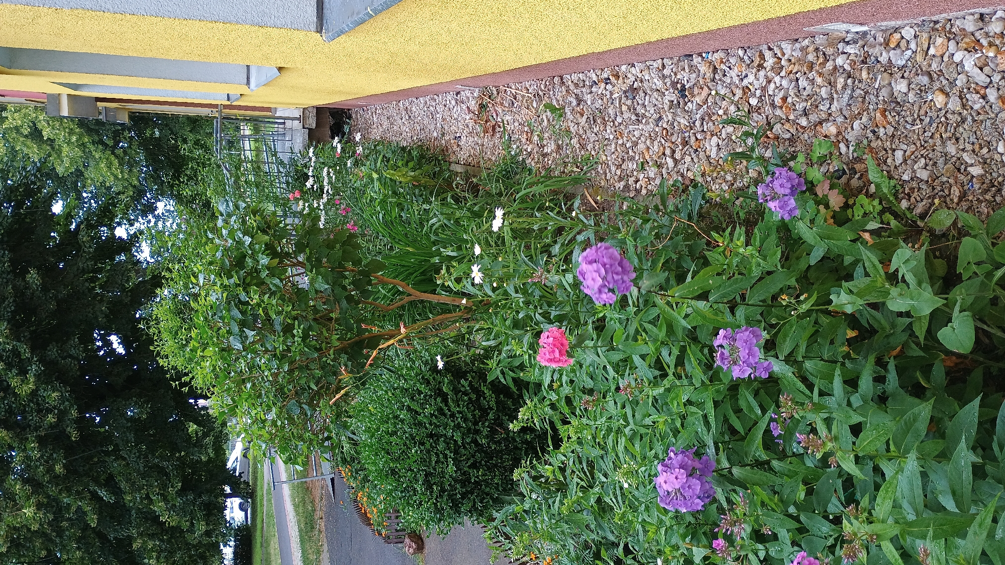 The image depicts a lush garden bed alongside a yellow building in Sokolov, Czechia. The garden features a variety of flowering plants, including prominent purple phlox and a single pink bloom, interspersed with dense green foliage. A small, leafy tree with exposed brown branches stands in the center of the garden. To the right of the plants, a narrow path of small, light-colored gravel runs along the building's foundation. The building itself has a textured yellow facade with a grey window frame and a narrow brown trim. In the background, a large, mature tree with dark green leaves is visible, and beyond that, a paved area with a white car and a metal railing suggests an adjacent street or walkway. The overall scene appears to be an outdoor residential or public space, characterized by abundant plant life and a residential building.