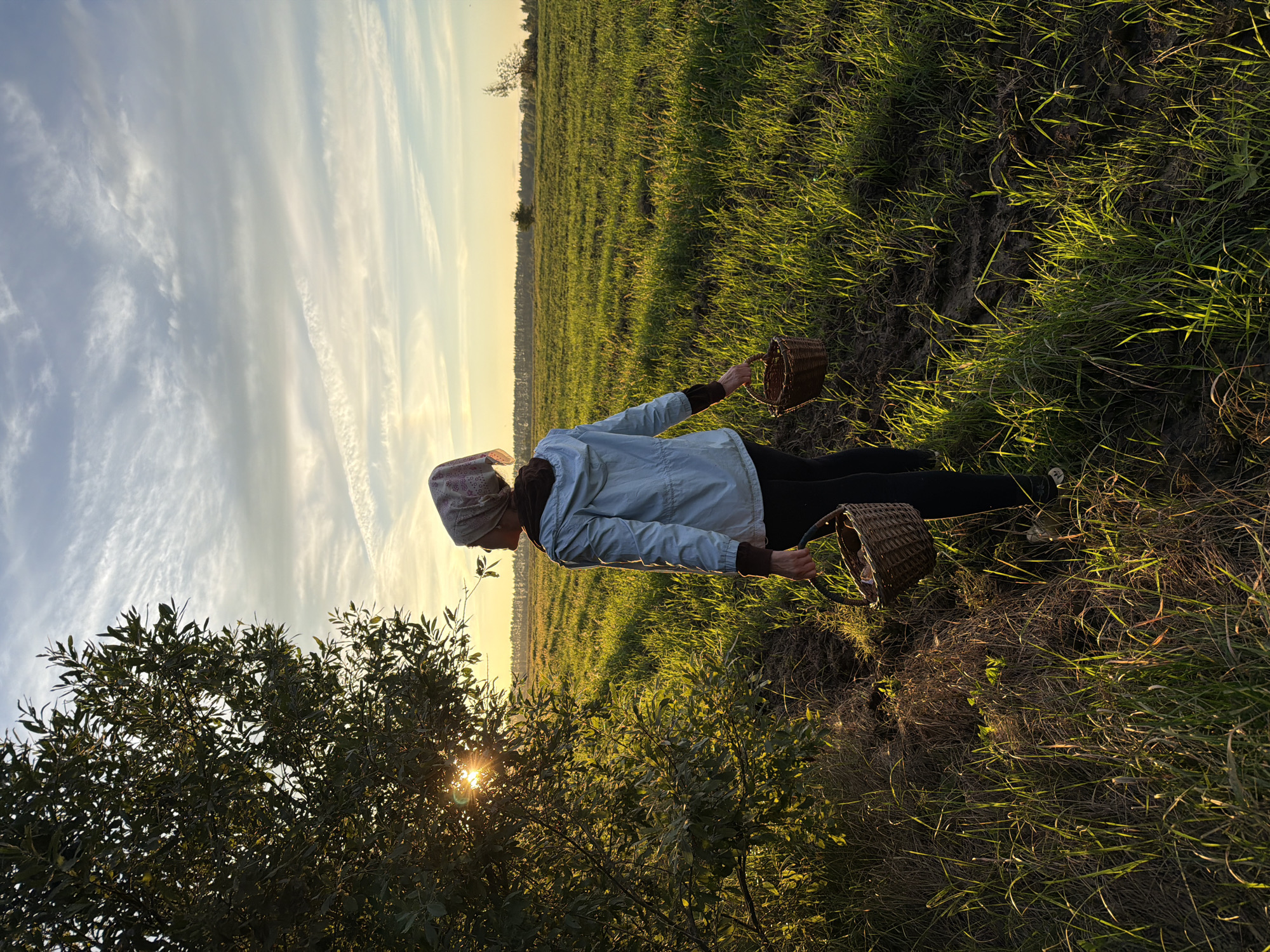 An exterior shot captures a person from behind, walking through a grassy field in Bol'shie Kurashki, Russia. The sun is setting, casting long shadows and illuminating the scene with a warm, golden light. The person, wearing a light blue jacket and a headscarf, carries two woven baskets, one in each hand. The field is characterized by lush green grass interspersed with patches of dry earth. A tree with dense foliage stands to the left of the frame, partially obscuring the setting sun. The sky above is a soft blue, streaked with wispy white clouds, indicating the time of day as sunset. The overall impression is one of a tranquil rural landscape at dusk.
