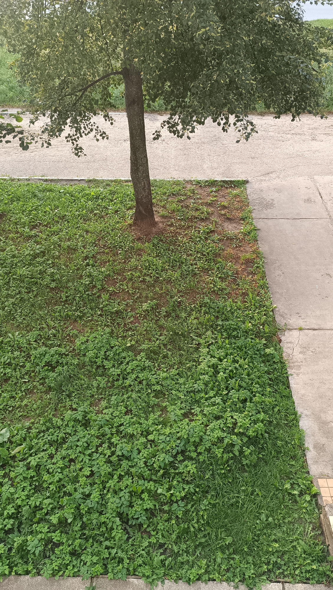 An overhead shot shows a tree trunk and a patch of grass next to a concrete sidewalk and a paved road. The tree is in the upper left portion of the frame. The grass is a dense ground cover of various plants, with some exposed dirt around the base of the tree. The concrete sidewalk is in the right portion of the frame, and it meets the paved road, which is a light gray surface with some white markings. The environment is outdoors and appears to be a public space.
