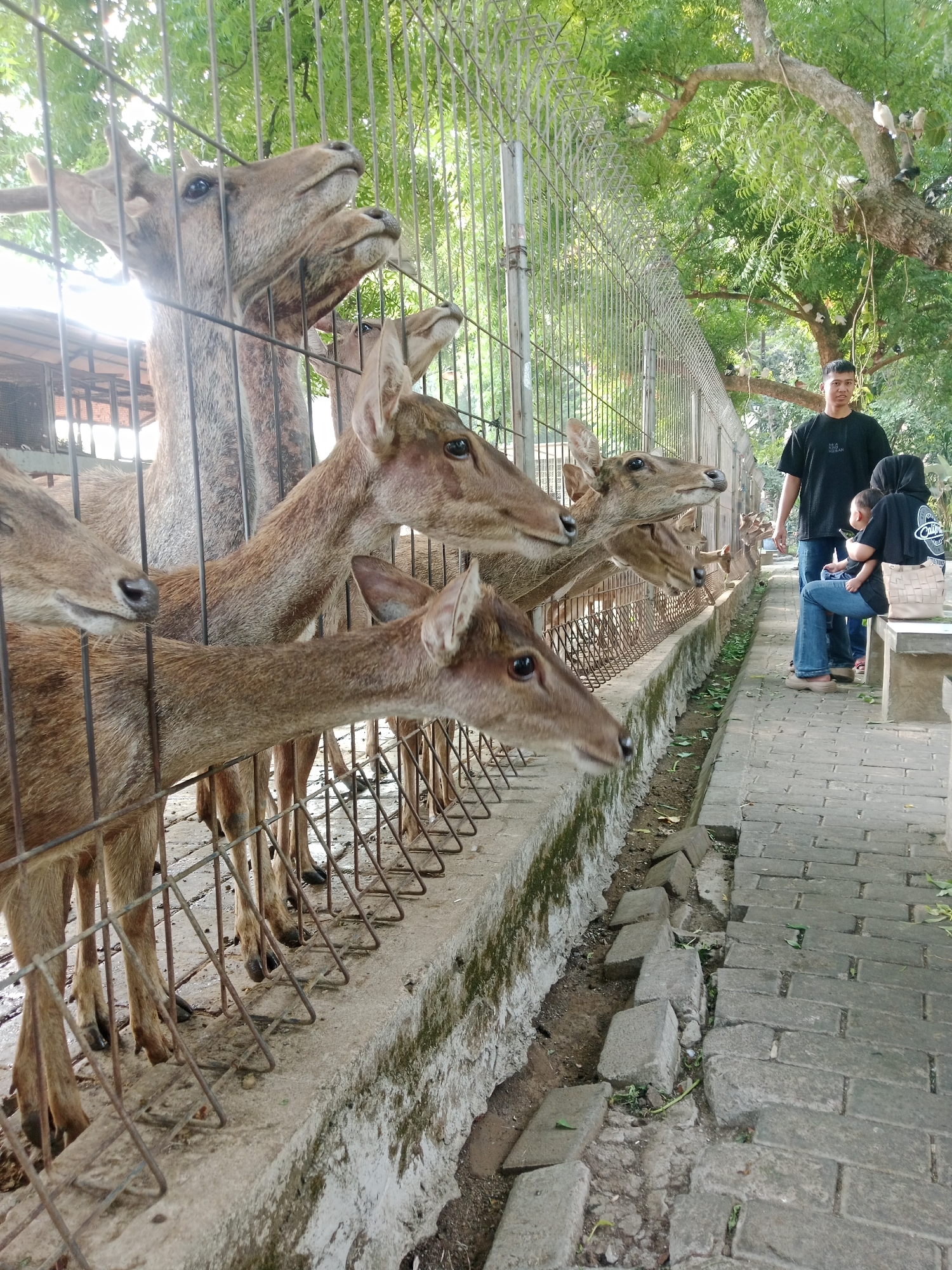 The image depicts a group of deer behind a metal fence in what appears to be a zoo or wildlife sanctuary. Several deer are clustered near the fence, with their heads extended forward, seemingly interacting with visitors. A man in a black t-shirt and blue jeans stands on a brick pathway to the right of the enclosure, looking towards the deer. Beside him, a woman wearing a black hijab is seated on a bench, holding a baby. The environment is outdoors, with trees and foliage visible in the background. The scene is consistent with an attraction in Kediri City, Indonesia, likely a place where people can observe and interact with animals.