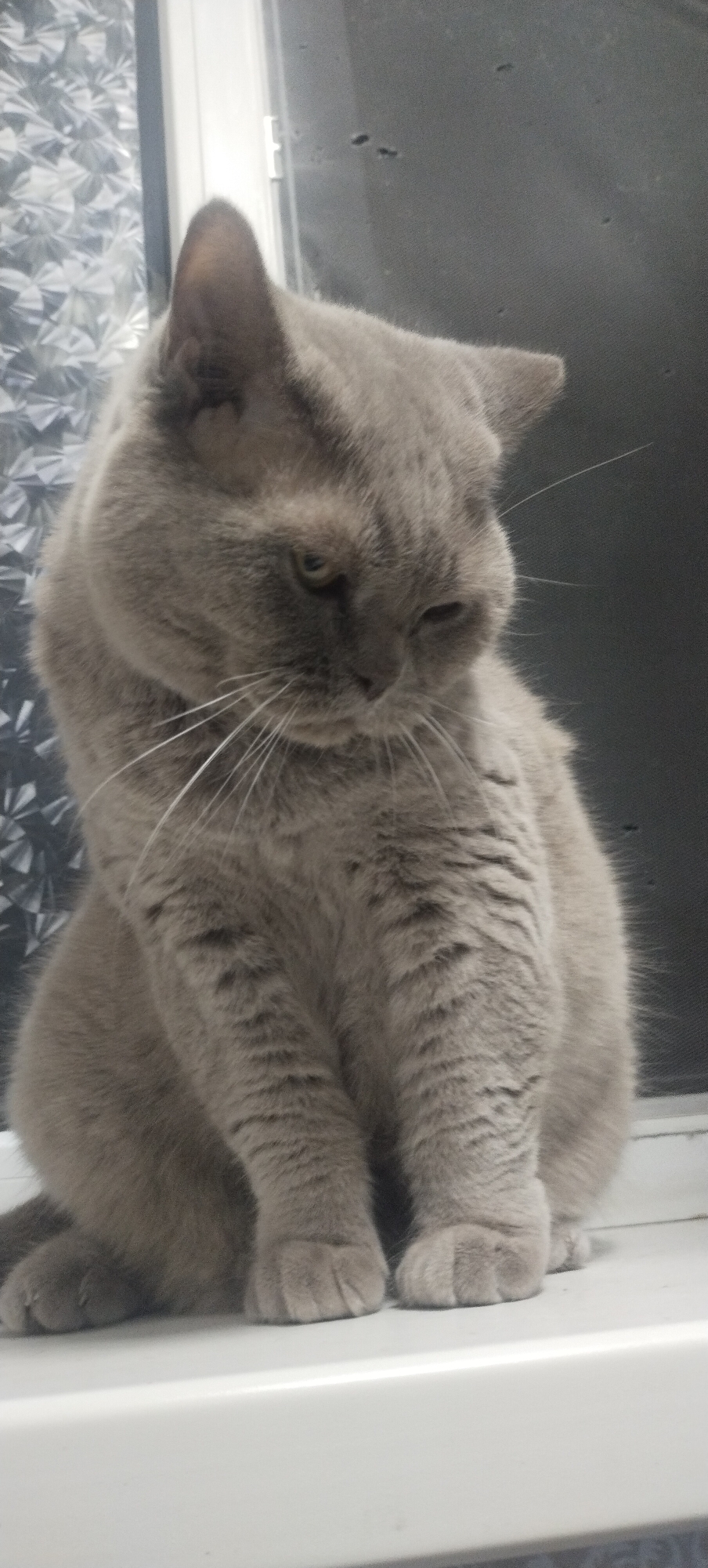 A grey, fluffy cat is sitting on a white ledge, likely a windowsill, in what appears to be an indoor setting. The cat is facing downwards and to its right, with its eyes partially closed. The background consists of a textured, frosted glass pane on the left and a dark, solid surface on the right. The lighting is dim, creating shadows that highlight the cat's fur texture. The cat's posture and expression suggest a relaxed or possibly sleepy state. The specific location within Pisochyn, Ukraine, cannot be determined from the visual information provided.