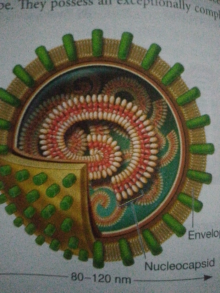 The image depicts a cutaway view of a virus. The outer layer, studded with green cylinders, is labeled "Envelope." Interior to this is the nucleocapsid containing tightly coiled genetic material arranged in a spiral pattern. The virus is described as being between 80-120 nm in size. The internal structure shows white and red beads arranged in a complex, spiral structure embedded in a green background.