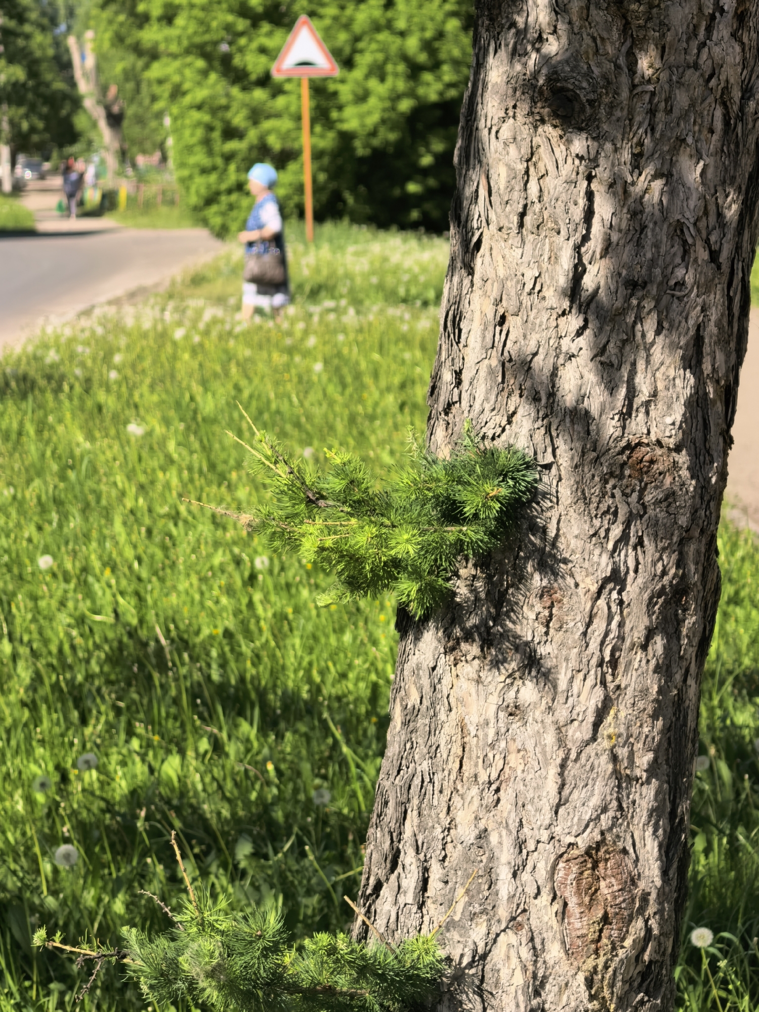The image depicts a tree trunk in a grassy area, likely a park or roadside in Sterlitamak, Russia. The tree has rough, textured bark and a small cluster of green, needle-like foliage protruding from its side. The grass surrounding the tree is lush and green, dotted with dandelions. In the background, out of focus, there is a sidewalk, a road, and a blurred figure of a person with a blue hat. A triangular warning sign is also visible. The overall scene appears to be a sunny, outdoor setting.