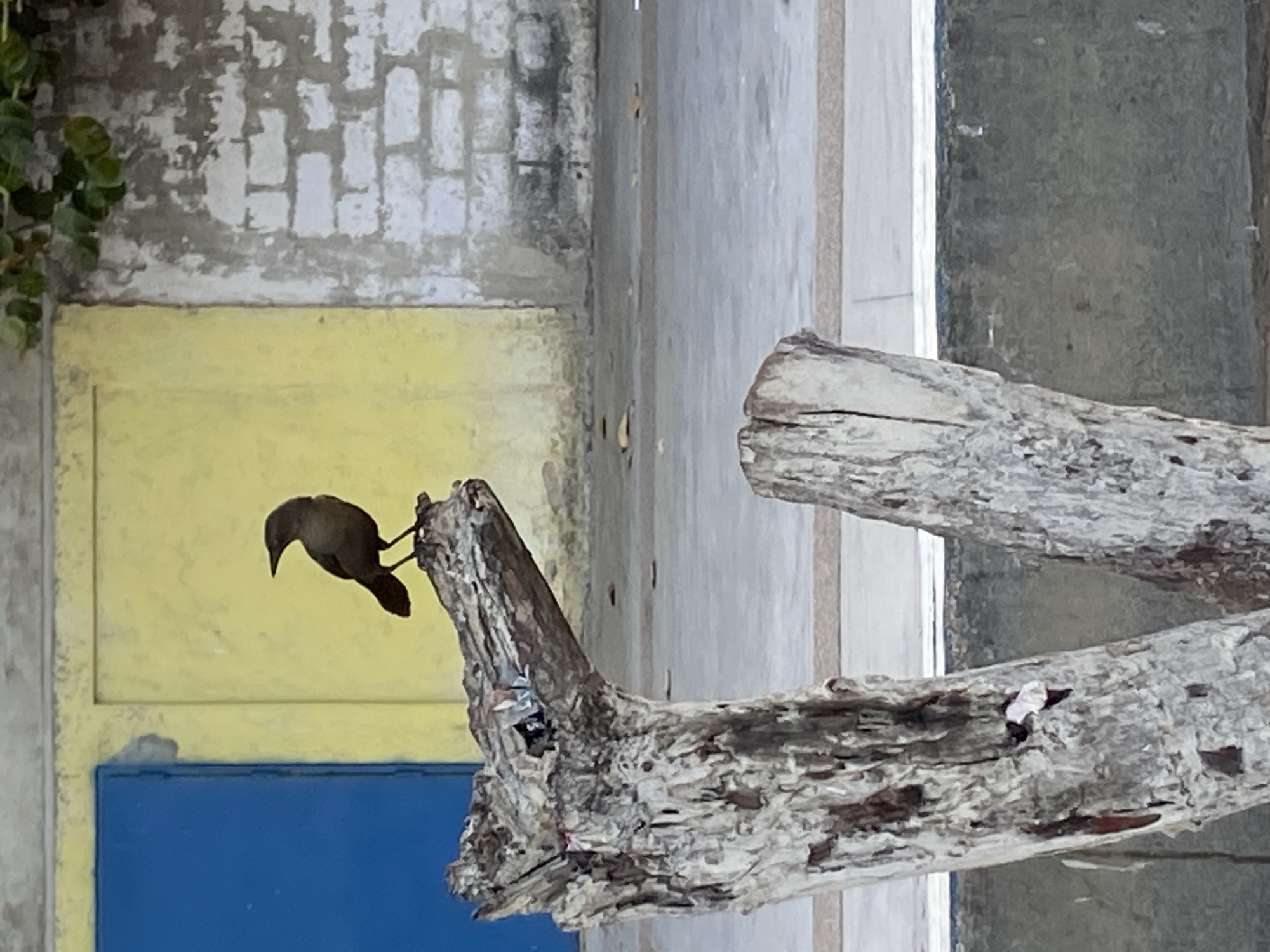 A medium shot captures a small, dark bird perched on a weathered, light grey tree branch in Higuerote, Venezuela. The bird appears to be balancing or about to take flight. The background features a textured wall with peeling paint, divided into a yellow upper portion and a blue lower portion, adjacent to a smooth, grey wall. The tree branch is heavily textured with grooves and markings indicative of age and weathering. The location is Higuerote, Venezuela.