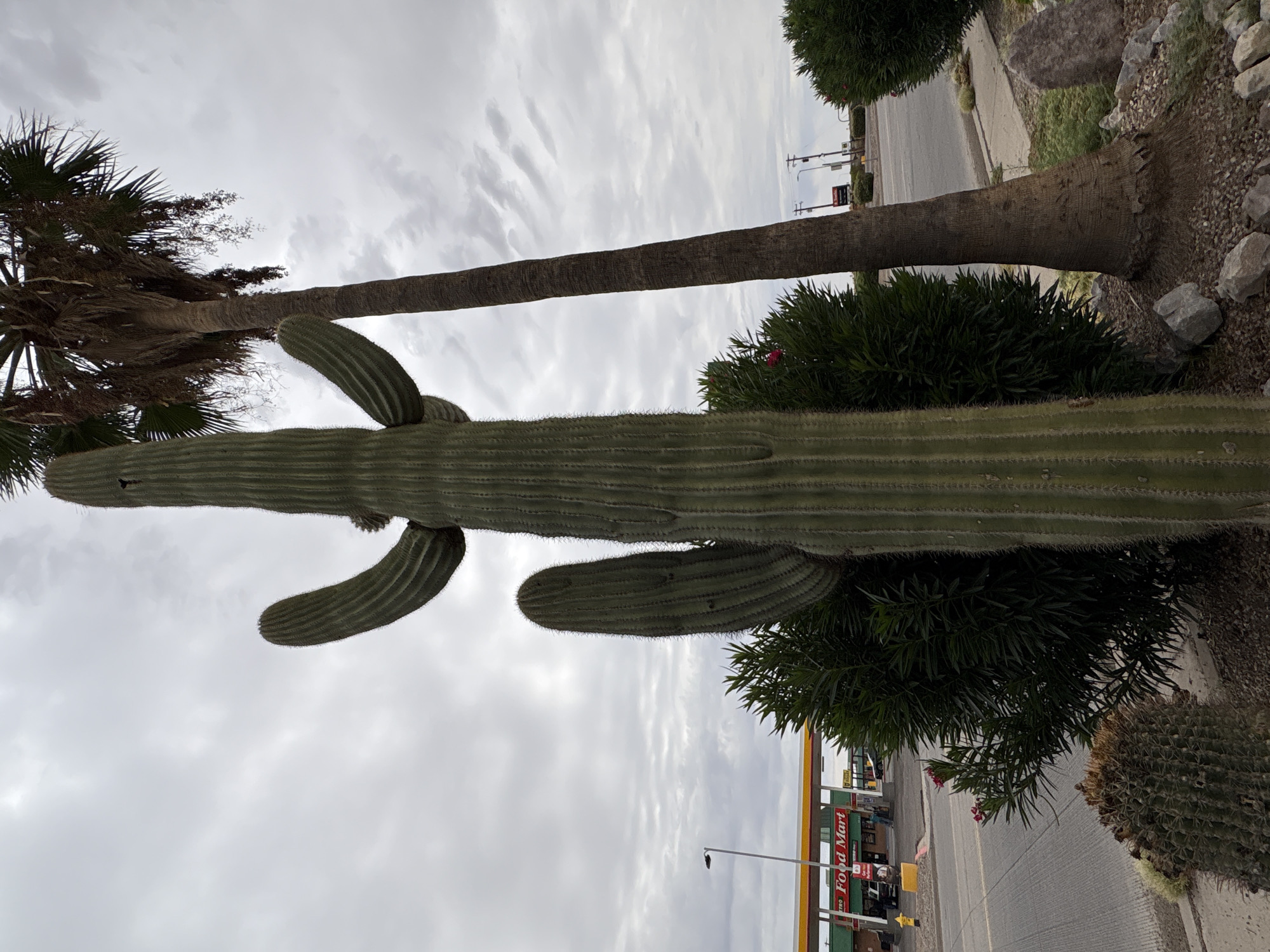 The image depicts a cloudy day in Eloy, Arizona, United States of America. In the foreground, a large saguaro cactus stands prominently, with two arms extending upwards and outwards. To the right of the saguaro is a tall palm tree. In front of these plants, a smaller barrel cactus is visible. A green, dense bush with small pink flowers is located between the saguaro and the palm tree.
Behind the vegetation, a road runs horizontally across the image. Across the road, a gas station with a yellow awning and red signage that reads "Food Mart" is situated. A street lamp is positioned to the left of the gas station. The sky is overcast with gray clouds. The ground in the foreground is covered with gravel and scattered rocks, with some dry brush and larger rocks. In the mid-ground, the road is visible with a sidewalk and a small patch of grass on the other side. The background shows a few utility poles and some distant buildings.