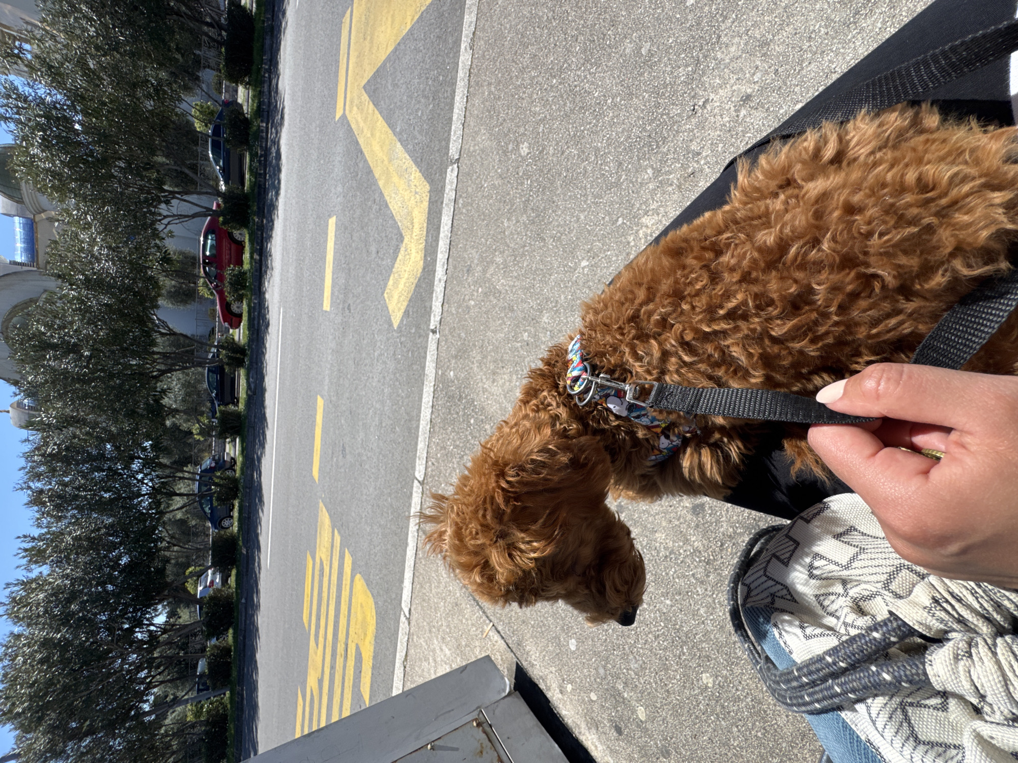An eye-level medium shot depicts a tan, curly-haired dog on a leash, positioned on a concrete surface marked with yellow directional arrows, likely a street in Bar, Montenegro. The dog is facing away from the camera and slightly downward, possibly sniffing the ground. A person's hand, holding the leash, is visible in the lower right corner. The person is seated, with a portion of patterned fabric and blue denim visible, suggesting clothing. In the background, a row of trees lines the street, with parked cars intermittently visible. A building with classic architectural features is partially seen at the far left. The scene appears to be outdoors during daylight hours.