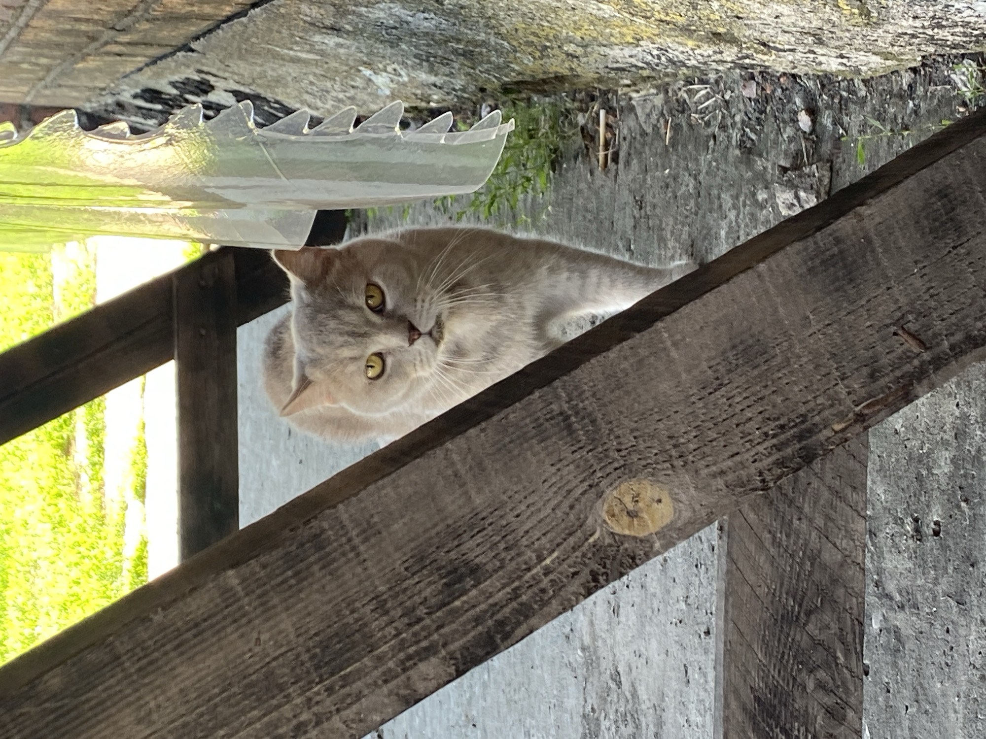 A light gray cat with yellow eyes stands on a concrete surface, partially obscured by wooden planks. The cat is facing the camera, its body angled slightly to the left. In the background, out of focus, is green grass and a brick wall. The scene appears to be outdoors, possibly in a yard or alleyway. There are no people present in the image. The overall lighting suggests it is daytime.