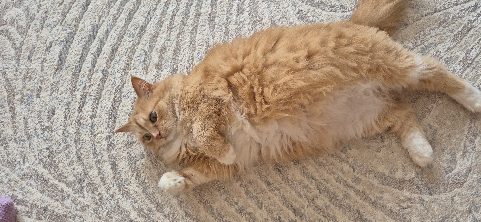 A fluffy orange cat lies on a patterned beige carpet. The cat is stretched out with its head towards the left and its tail towards the upper right. It has white paws. A small purple object is visible in the lower left corner of the image.