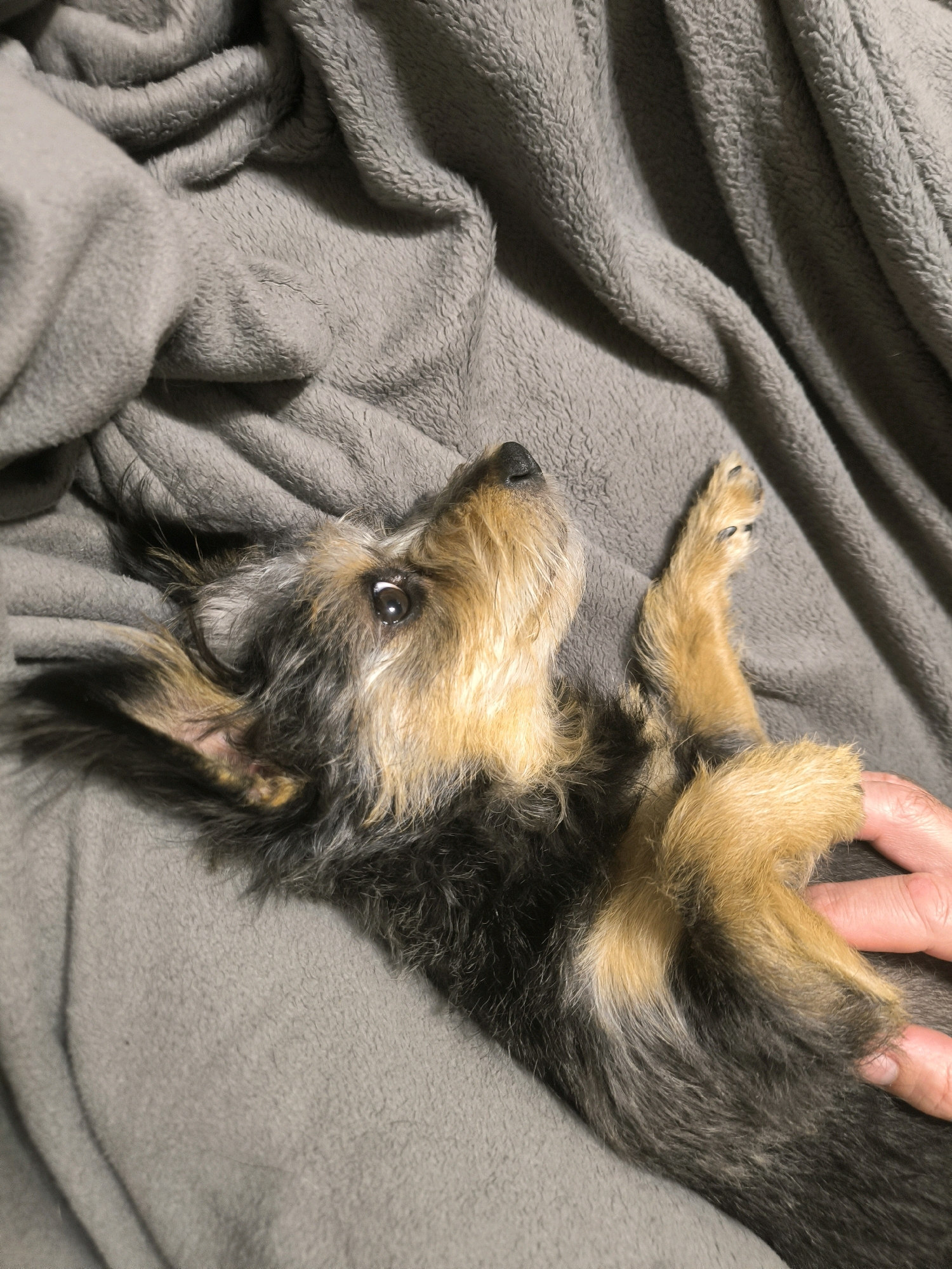 A small dog with black and tan fur lies on a grey, soft blanket. The dog is positioned on its back, looking upwards, with its paws in the air. A human hand is visible in the lower right corner, gently touching the dog's fur. The environment appears to be indoors, with the blanket covering a surface. There is no information available in the image to suggest a location in Mykolaiv, Ukraine.