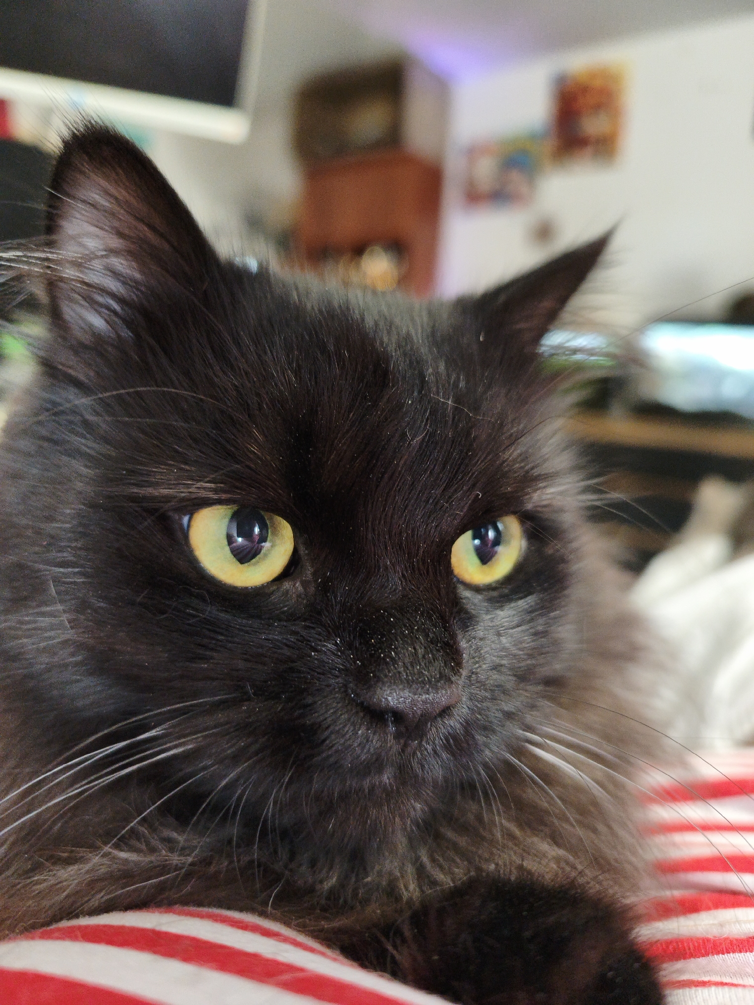 Memory