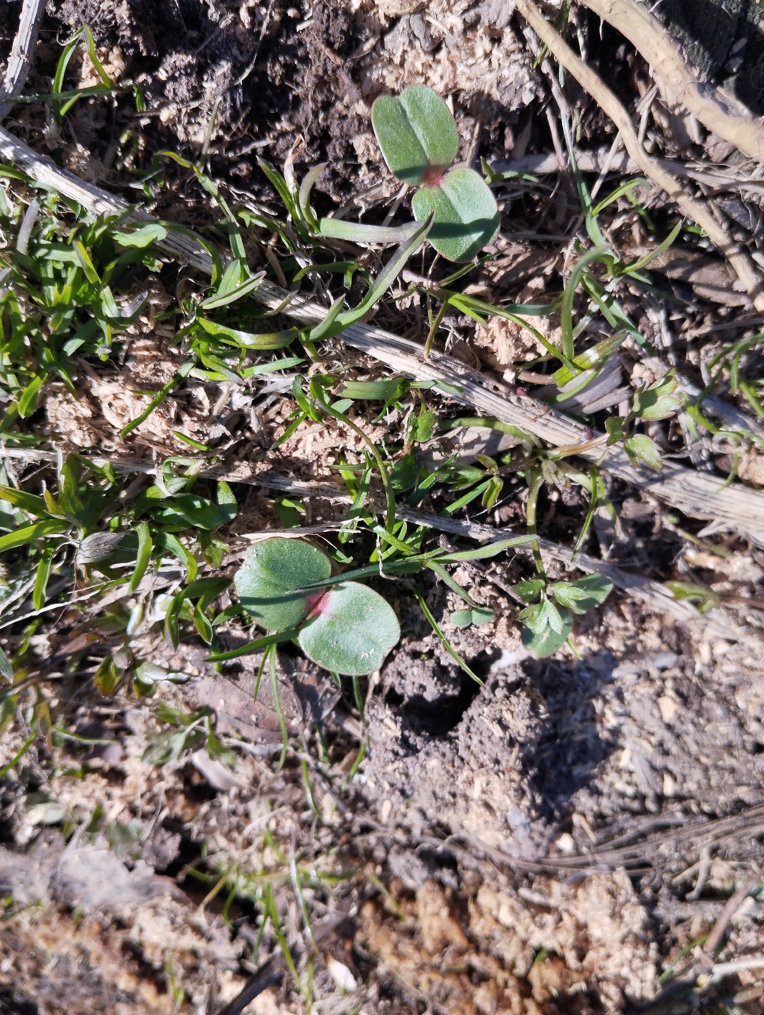 The image shows a close-up view of vegetation and soil. Two sets of seedlings with two rounded leaves each are visible. The cotyledons have a slightly reddish tinge at the base. There is also grass and other small green plants. The soil is a mix of dark and light brown. Dried twigs and plant matter are scattered on the surface. Based on the city mentioned, the scene appears to be outdoors in a natural or semi-natural setting.