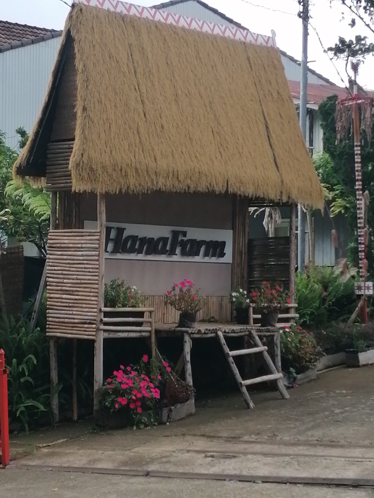 This photograph presents a rustic hut-like structure, likely serving as an entrance or display for "HanaFarm" in Lạc Dương, Vietnam. The main subject is a small building characterized by a very thick, prominent thatched roof made of dried straw or reeds. A distinctive red and white zigzag pattern decorates the roof's ridge.
The structure itself is predominantly built from natural bamboo poles, forming its supports, walls, and a small raised platform in front. A simple bamboo ladder provides access to this platform. The name "HanaFarm" is clearly visible on a sign attached to the hut's facade, rendered in dark, stylized letters against a lighter background.
The area around the hut is adorned with several potted plants bursting with vibrant pink and red flowers, creating a welcoming and colorful display. Lush green foliage, including ferns and other plants, surrounds the structure, suggesting a garden or natural setting. A concrete or dirt path occupies the foreground, leading up to the hut. In the background, other buildings with tiled roofs and additional greenery are visible, along with a tall, decorative wooden pole featuring intricate patterns and what appears to be hanging adornments on the right side. A red post is partially visible on the far left.
The lighting is soft and diffused, indicating an overcast day. The scene is devoid of people, conveying a sense of tranquility and an inviting, natural ambiance.