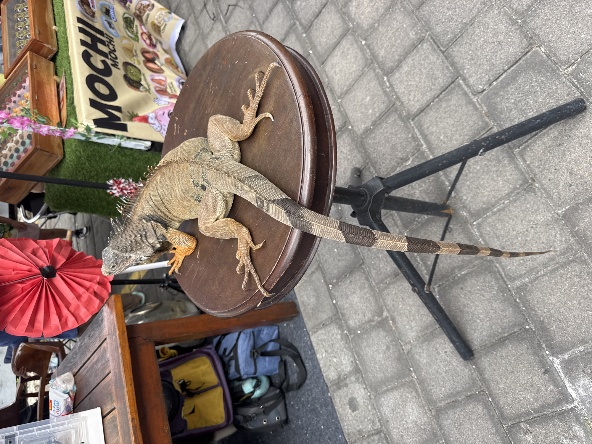 A green iguana is perched on a round, dark wooden table with a tripod stand in Kuta Selatan, Indonesia. The iguana faces away from the camera, its long, banded tail extending down towards the paved ground. The table is set on a cobblestone-like surface. In the background, there's a wooden table with various items, including a red fan, bags, and what appears to be a display of mochi. The scene suggests a market or street-side vendor setting.