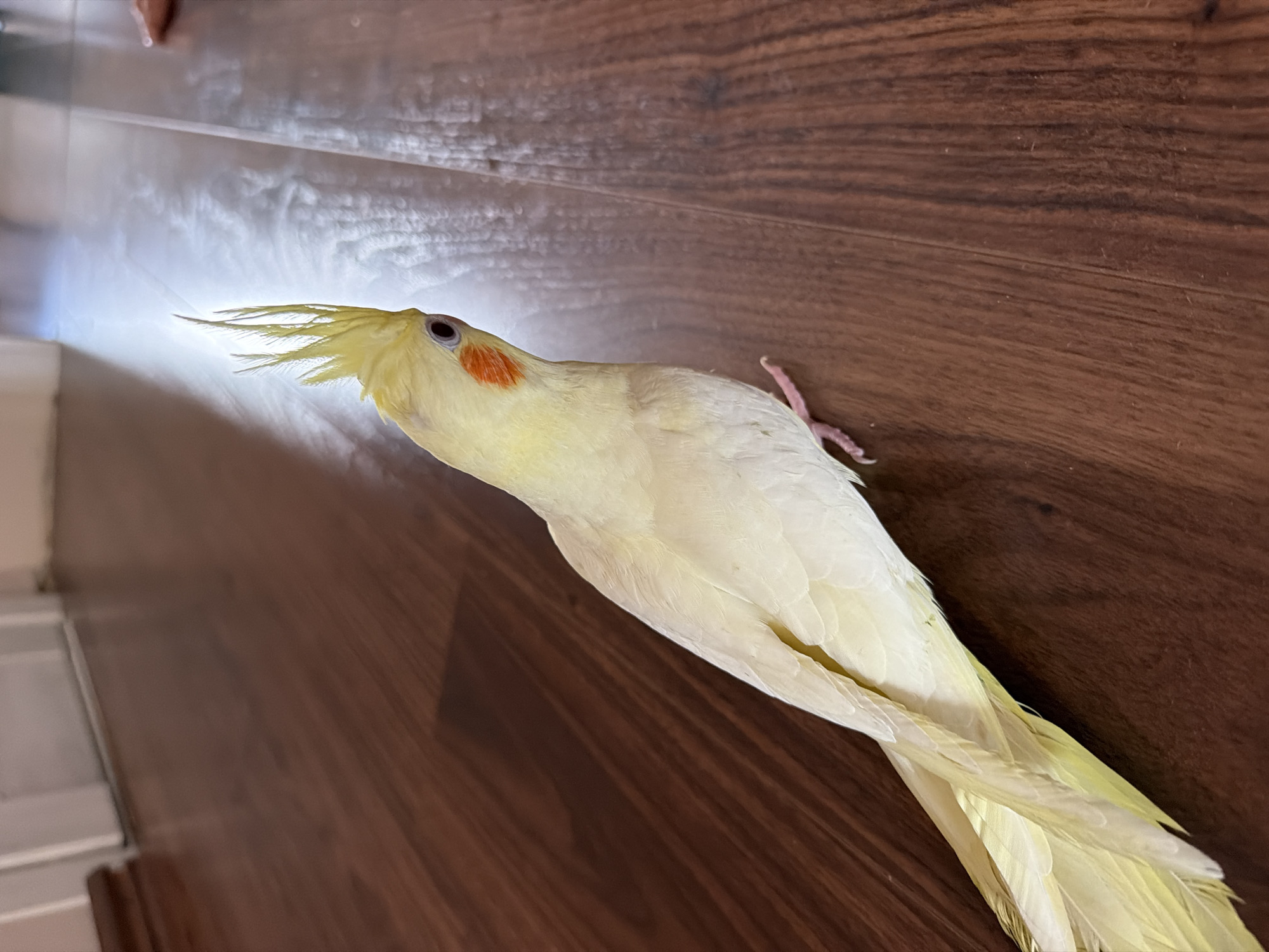 A cockatiel is lying on its side on a dark brown wooden floor. The bird is light yellow with an orange cheek patch and a crest of yellow feathers on its head. Its eye is dark. One of its feet is visible, pink and with its toes extended. The bird's body is mostly white with subtle yellow undertones, and its tail feathers are a brighter yellow.
The lighting suggests it is daytime, with a bright light source coming from the left, creating a strong highlight on the floor and the bird's crest. The floor appears to be made of planks or laminate. In the background, there is a glimpse of a white baseboard and a sliver of what looks like a doorway or opening with a lighter floor or carpet. The overall scene is indoors, likely in a home environment. No text is visible. The activity taking place is the bird resting or lying down on the floor. The emotion conveyed is one of stillness or relaxation.
