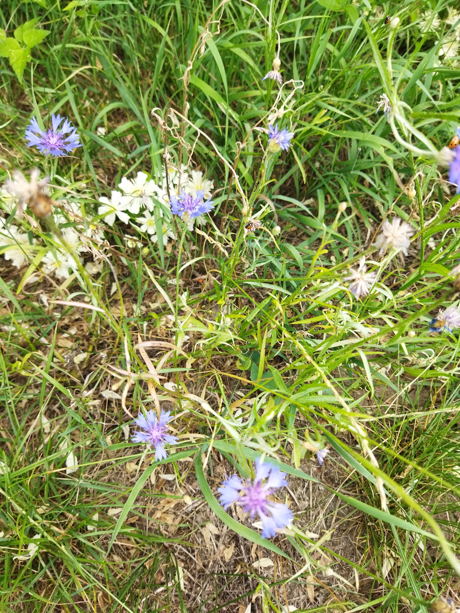 The image depicts a close-up view of a natural outdoor setting, likely a meadow or field, with a focus on vegetation and a few insects. The ground is covered with a mix of green grass, dry straw-like vegetation, and some sparse brown soil. Several wild flowers are visible, predominantly light purple cornflowers with intricate petal structures. Interspersed among the flowers are white blossoms, possibly of another species. The foliage is dense and varied, with long, thin blades of green grass dominating the scene, interspersed with some broader green leaves in the upper left corner.
Scattered throughout the vegetation are several small insects. At least three ladybugs are identifiable, one on a green blade in the upper right, another on a green blade slightly below and to the left of the first, and a third on a green stem in the lower right. Some smaller dark insects, possibly ants, are also present on the stems and around the flowers. The lighting suggests it is daytime, with natural light illuminating the scene. The overall impression is one of a vibrant, natural ecosystem.
The location is specified as Stępocin, Poland. This image captures a segment of the natural landscape within or surrounding this Polish locality.