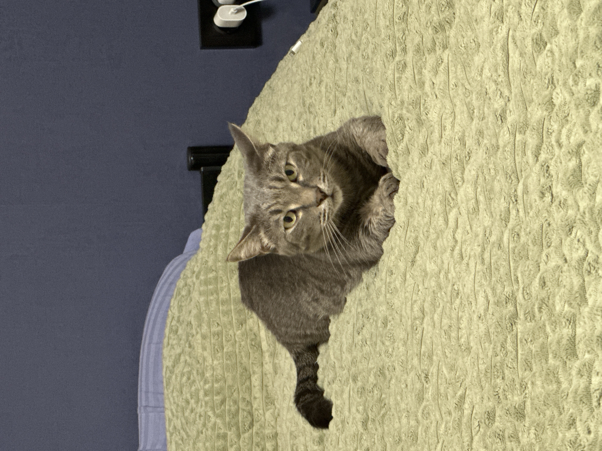 A gray tabby cat lies on a light green textured bedspread. The cat is facing the viewer, its head tilted slightly, with prominent whiskers. The background includes a dark blue wall on the left and a partially visible black structure with a white object on top.
There is no verifiable evidence to suggest that this image was taken in Krasnoyarsk, Russia. The scene is domestic and could be located anywhere.