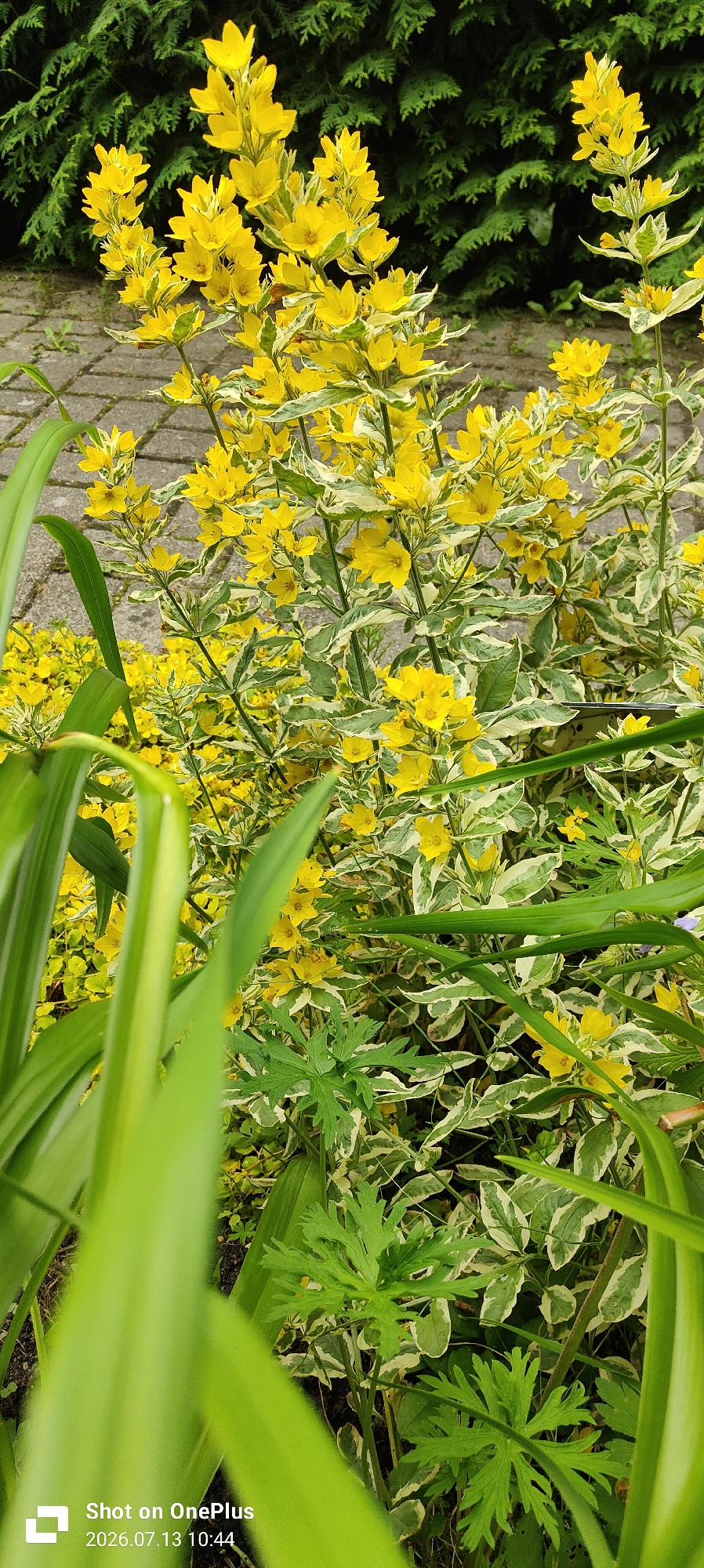 This image depicts a close-up view of a garden area, focusing on a variegated Lysimachia plant with bright yellow flowers and variegated green and white leaves. The plant is lush and in full bloom. In the background, a stone pathway and a dense green hedge are visible. The foreground is dominated by large, out-of-focus green leaves, likely from a different plant species, creating a layered effect. The lighting suggests it is daytime, with natural light illuminating the scene. The bottom left corner of the image contains a timestamp and watermark indicating it was taken on July 13, 2026, at 10:44, and captured on a OnePlus device. The image does not show any people or any specific landmarks that would definitively place it within Kaliningrad, Russia, beyond the provided metadata if it were accurate. However, the presence of a cultivated garden with common European flora is consistent with many garden settings in Russia, including Kaliningrad.