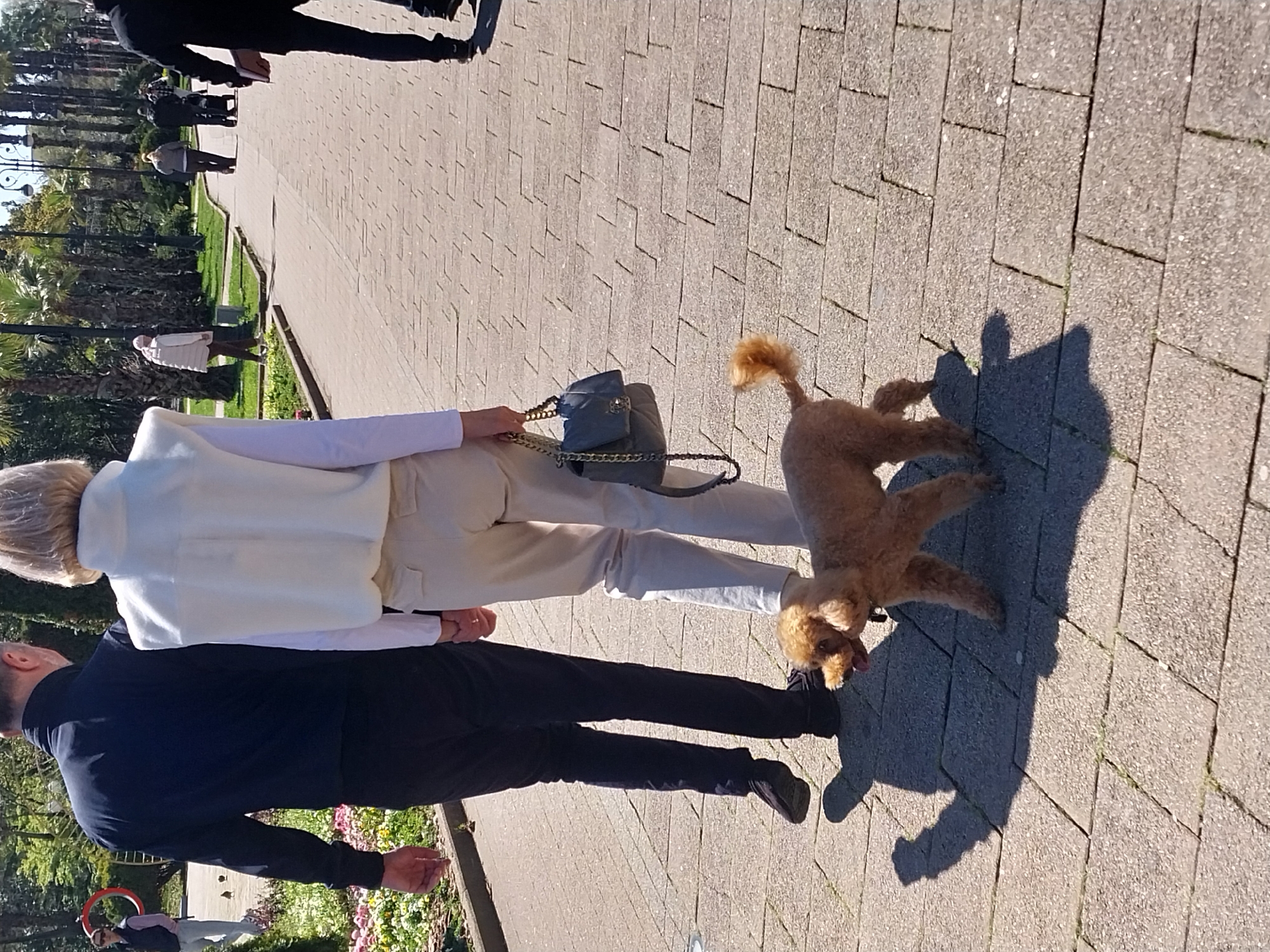 The image depicts a sunlit outdoor scene on a paved promenade or park path in Sochi, Russia. In the foreground, two people are walking with a small, light-brown, fluffy dog, possibly a poodle, which walks ahead and to the right of them.
The woman, seen from behind, has light-colored hair and wears a white sleeveless vest over a white long-sleeved top and light-colored trousers. She carries a dark grey or blue quilted handbag with a gold chain strap in her right hand, which appears to be connected to the dog's leash. Beside her, a man, also viewed from behind, wears a dark long-sleeved shirt and dark trousers. His left hand is close to the woman's right, suggesting they may be holding hands or walking very closely.
The ground is covered with light-colored rectangular paving stones. Strong, distinct shadows of the subjects and the dog are cast on the pathway, indicating bright sunlight and a clear day, likely mid-morning or afternoon. In the background, there's a lush green area featuring numerous tall palm trees, benches, and other distant people enjoying the park. The setting suggests a leisurely walk in pleasant weather. No visible text is present in the image.