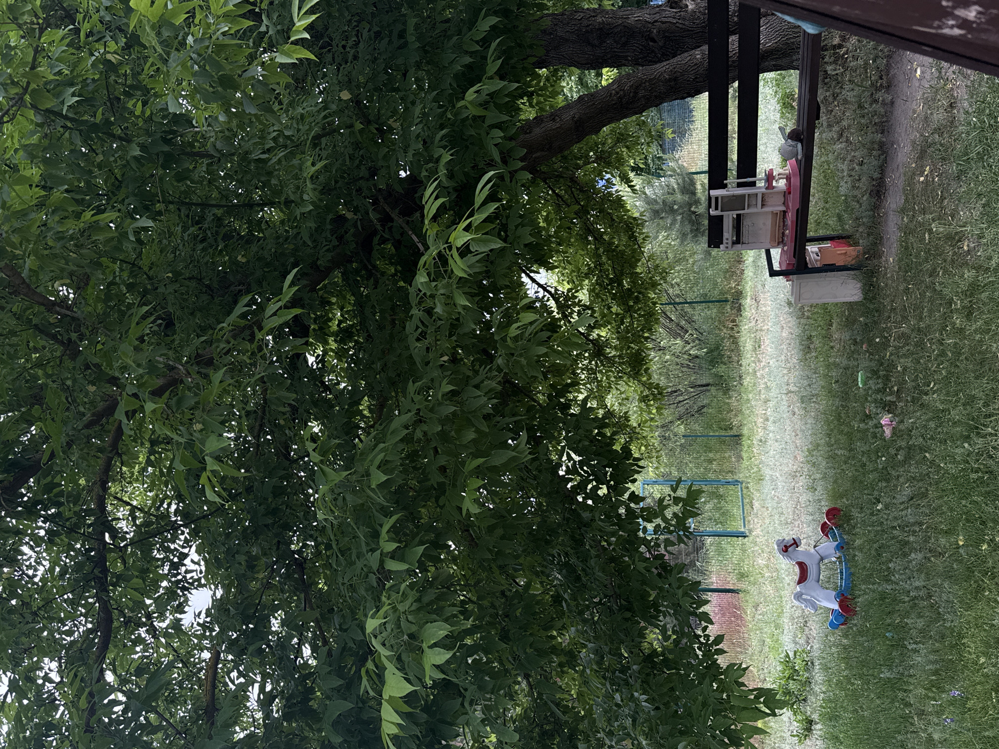 The image captures an outdoor scene, likely a backyard or garden, dominated by a large, leafy tree on the left. The tree's dense green foliage fills a significant portion of the frame, with sunlight filtering through the leaves, creating bright spots. Its rough, dark bark is visible on several branches.
To the right, a grassy area stretches into the background, appearing somewhat wild in places with patches of bare earth or a dirt path running vertically along the right edge. In the midground, beneath the partial shade of the tree, there's a small play setup featuring children's furniture. This includes a small, low white table with a red top, and a miniature white chair positioned beside it. On the table, a small, light-colored bird figurine is visible. Below the table, a few containers or boxes are placed.
Further into the grassy area, towards the right, a white and red rocking horse with blue curved runners stands. In the background, beyond the immediate grassy expanse, hints of a light blue or green metal structure, possibly a fence or a gate, can be seen, along with more distant greenery.
No people are present, and there is no discernible activity taking place, though the presence of children's toys suggests a play area. The bright filtering light indicates it is daytime. No visible text is present in the image.