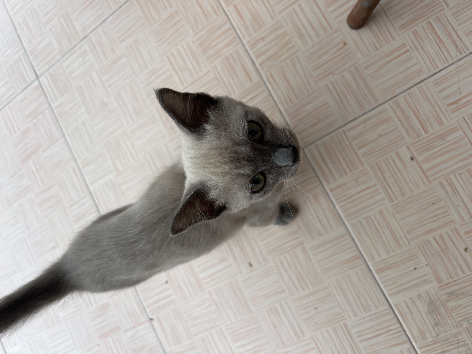 A Siamese cat stands on a tiled floor, looking up. The cat has a gray body with darker gray points on its ears, face, and tail. The tile floor is beige with a textured pattern. A metal object is partially visible in the upper right corner of the image. The location is not specified.