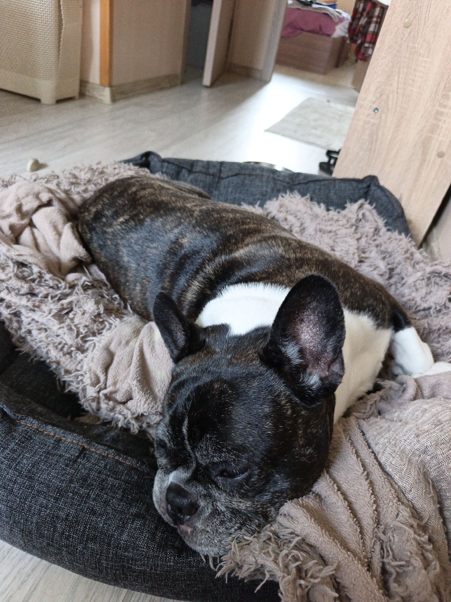 A brindle and white French Bulldog is sleeping in a dog bed. The dog is lying on its side, curled up on a fluffy grey blanket with a tan blanket draped over it. The dog bed is made of dark grey denim-like material. In the background, the scene appears to be indoors, possibly in a home. A wooden cabinet or piece of furniture is visible to the right, and a hallway or doorway leads to another room in the background. There is a beige woven hamper or basket on the left side of the image. The floor is light-colored wood laminate.