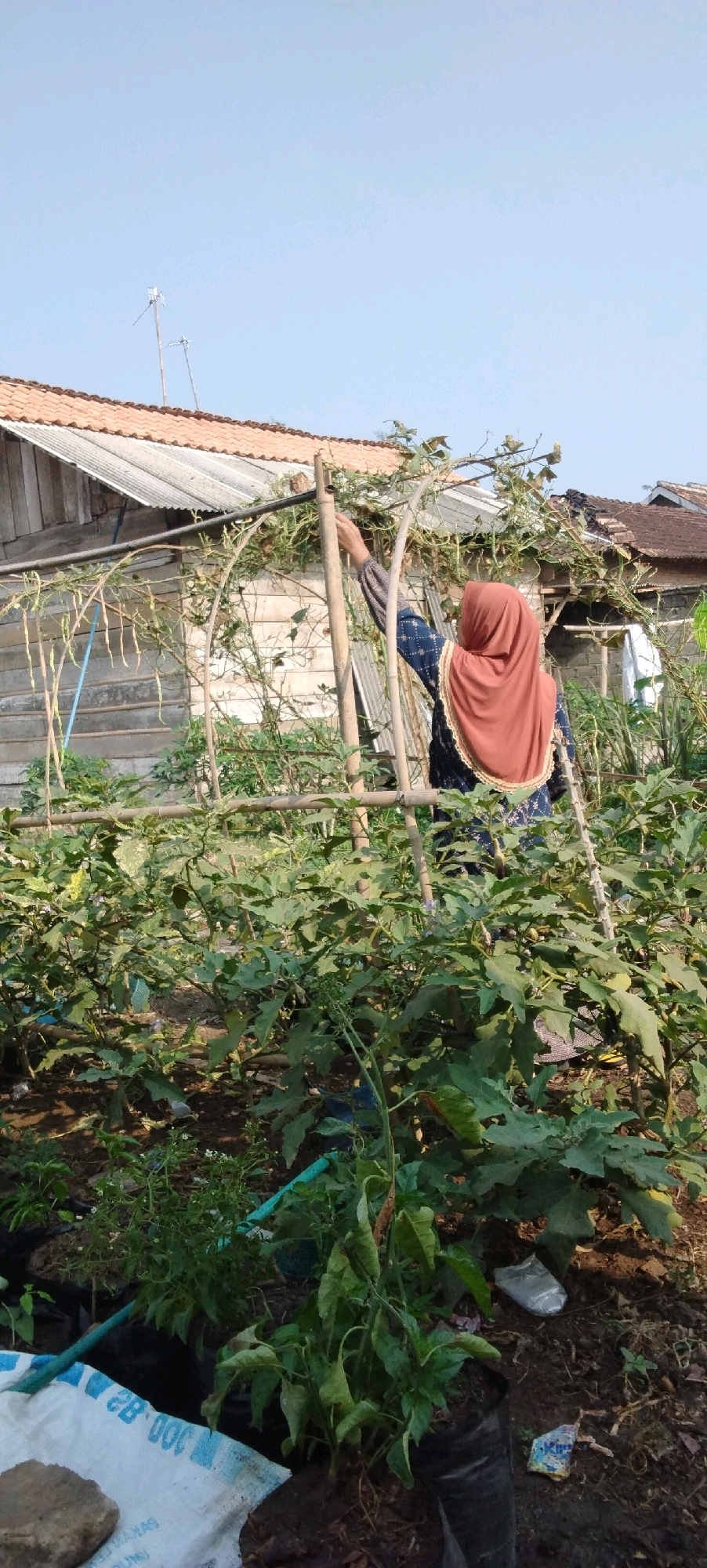 The image shows a woman wearing a rust-colored hijab and a dark blue patterned dress tending to plants in a garden. She is standing next to a bamboo structure that supports climbing vines, some of which have long, thin vegetables hanging from them. The garden is lush with green foliage, and the ground is covered in soil and some debris. In the background, there is a weathered wooden building with a tiled roof and a corrugated metal section. The sky is clear and blue. The scene appears to be in a rural or semi-rural setting, likely a backyard garden in Tanjung Ratu Ilir, Indonesia, given the architectural style of the building and the type of vegetation. The woman's action suggests she is harvesting or maintaining the plants.