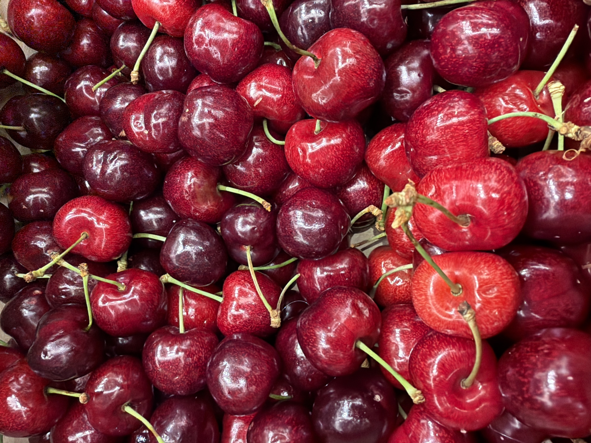 The media file presents a vibrant, close-up view of a large cluster of fresh cherries. The frame is entirely filled with the fruit, which displays a range of rich red hues, from deep, dark burgundy to bright, glossy red. Many of the cherries have their green or light brown stems still attached, which intertwine throughout the pile. The skins of the cherries are smooth and often reflective, catching light and indicating their freshness. Some cherries show subtle variations in color and texture, with occasional lighter specks or patches on their surface. The dense arrangement of the fruit suggests an abundant display, possibly in a market or store. No people, visible text, or distinct location cues are present within the image itself, besides the fruit. The lighting is even, illuminating the natural colors and sheen of the cherries.