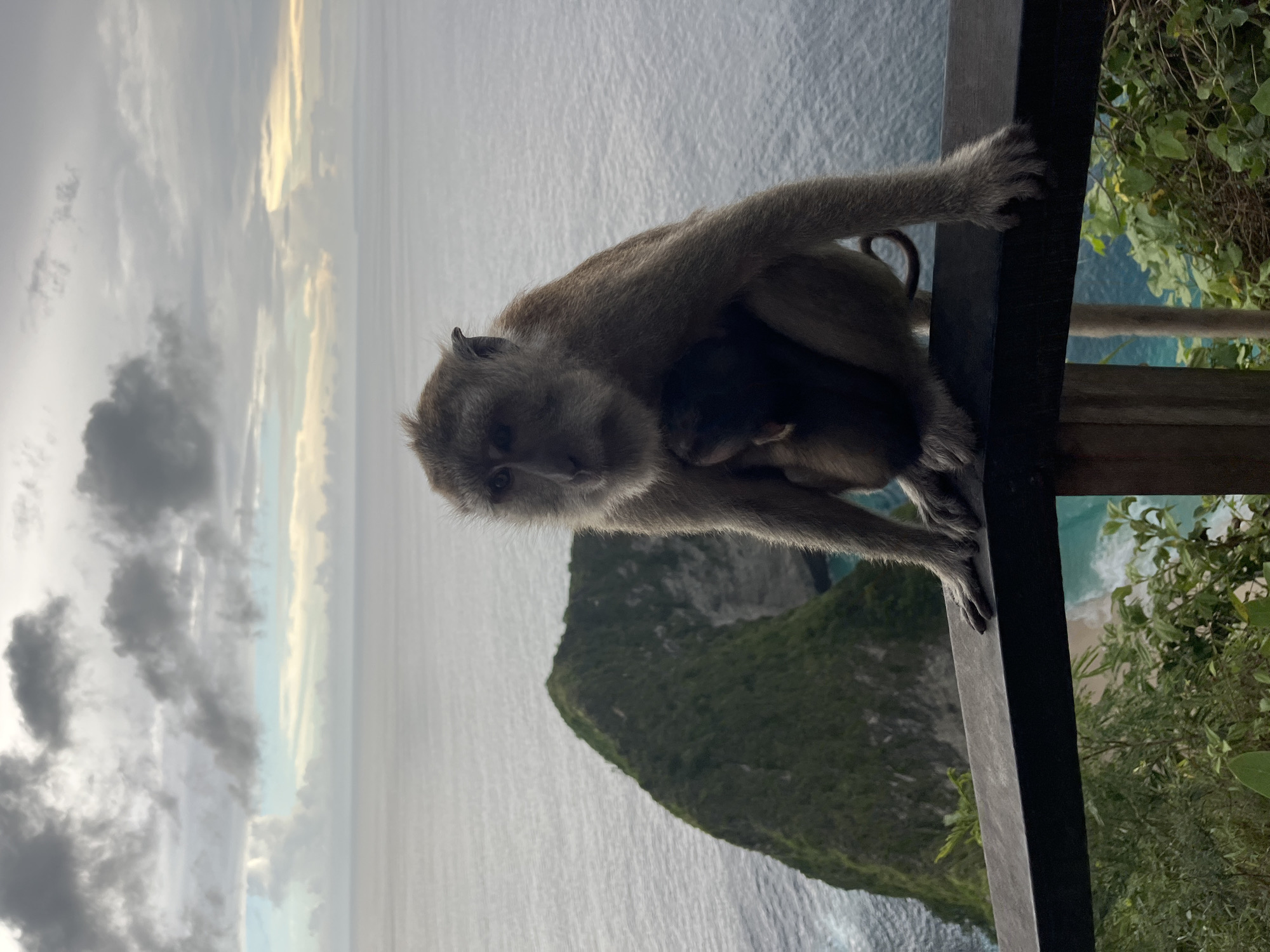 A close-up, horizontally-oriented shot features a macaque monkey with a baby clinging to its chest, perched on a dark wooden railing. The monkey's gaze is directed towards the viewer.
In the background, there is a scenic ocean view, including a green, rocky outcropping rising from the sea. The sky is cloudy with a patch of light near the horizon, which illuminates the water. Vegetation is visible on the right side of the frame behind the railing.
The image appears to be taken in a tourist area, likely Nusa Penida, Indonesia. The monkey's location on the railing suggests it is accustomed to human presence.