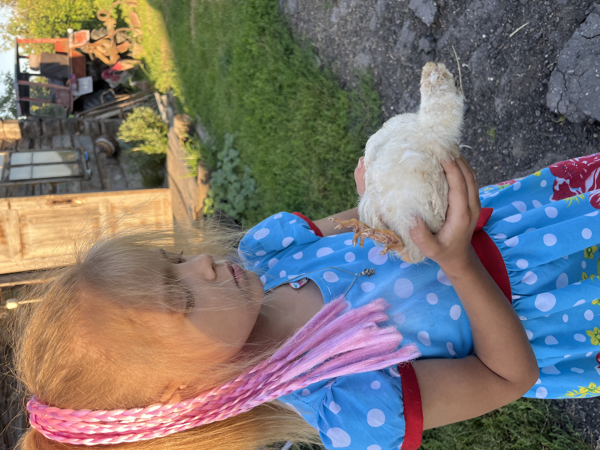 In Дунілавіцкі сельскі Савет, Belarus, a young girl with blonde hair styled in pink braids stands outdoors, holding a white chick in her hands. She is wearing a blue dress with white polka dots and red trim. The background shows a rustic wooden building, a red tractor, and green grass, suggesting a rural or farm setting. The lighting indicates it is daytime, possibly late afternoon due to the warm glow. The girl appears to be looking at the chick with gentle curiosity.
