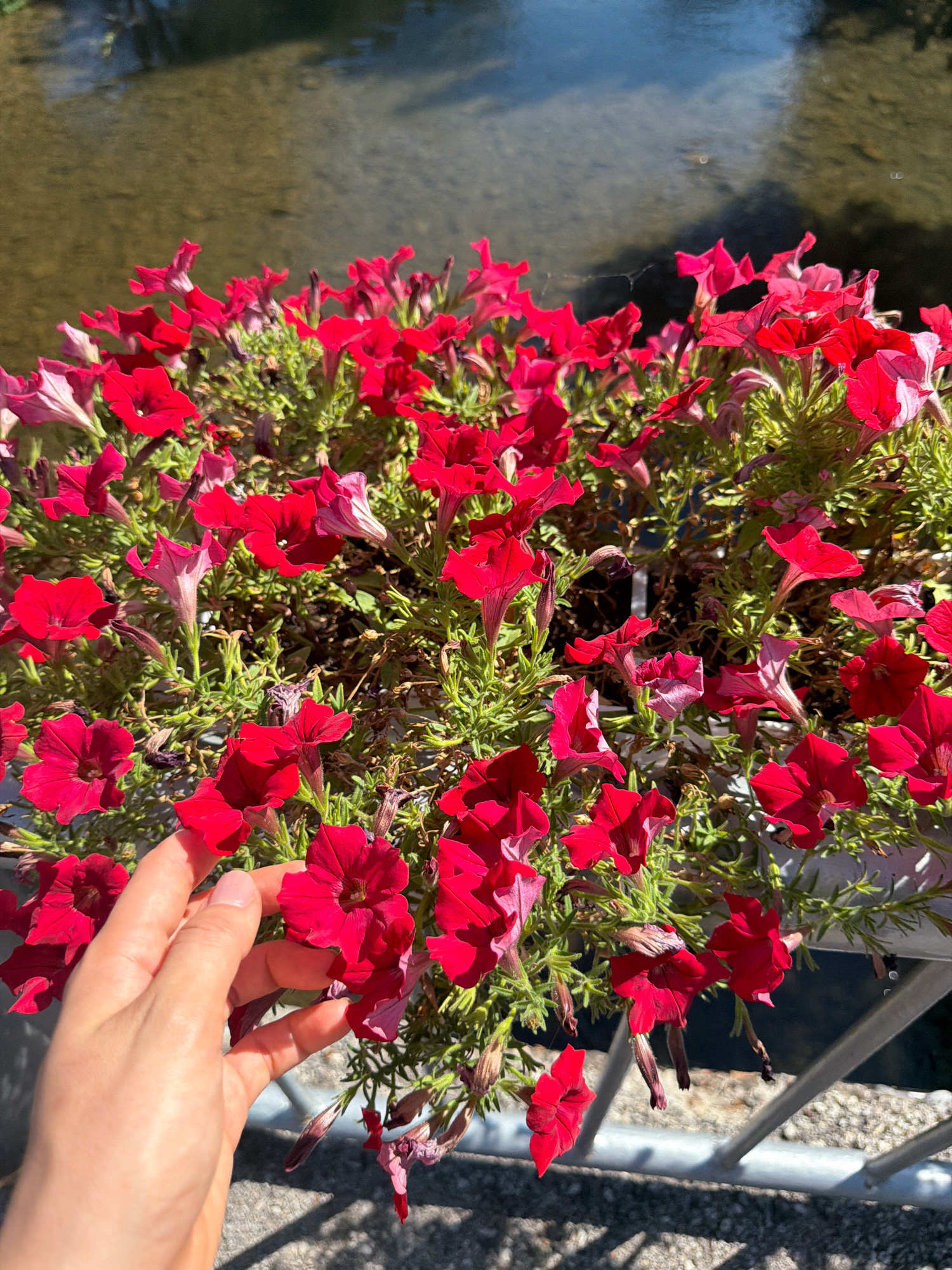 A hand gently touches red petunia flowers in a planter box. The planter is on a railing overlooking a shallow, slow-moving river. The riverbed is visible through the clear water. The scene is illuminated by bright sunlight, casting shadows on the walkway behind the railing. The overall impression is one of serene outdoor beauty, likely a public space in Foča, Bosnia and Herzegovina.