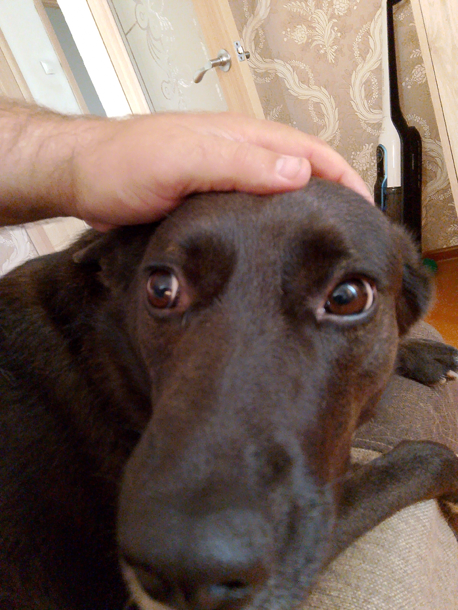 A brown dog with expressive brown eyes is the primary subject, appearing in close-up. A person's hand rests gently on the dog's head. In the background, a wall decorated with floral patterned wallpaper is visible. A door, featuring a silver-colored handle, is partially shown on the left. Next to the wall, a black and white object that resembles a vacuum cleaner or a cleaning appliance stands upright. The location is identified as Фоки, Russia. The interaction is a human petting a dog. The environment is indoors.