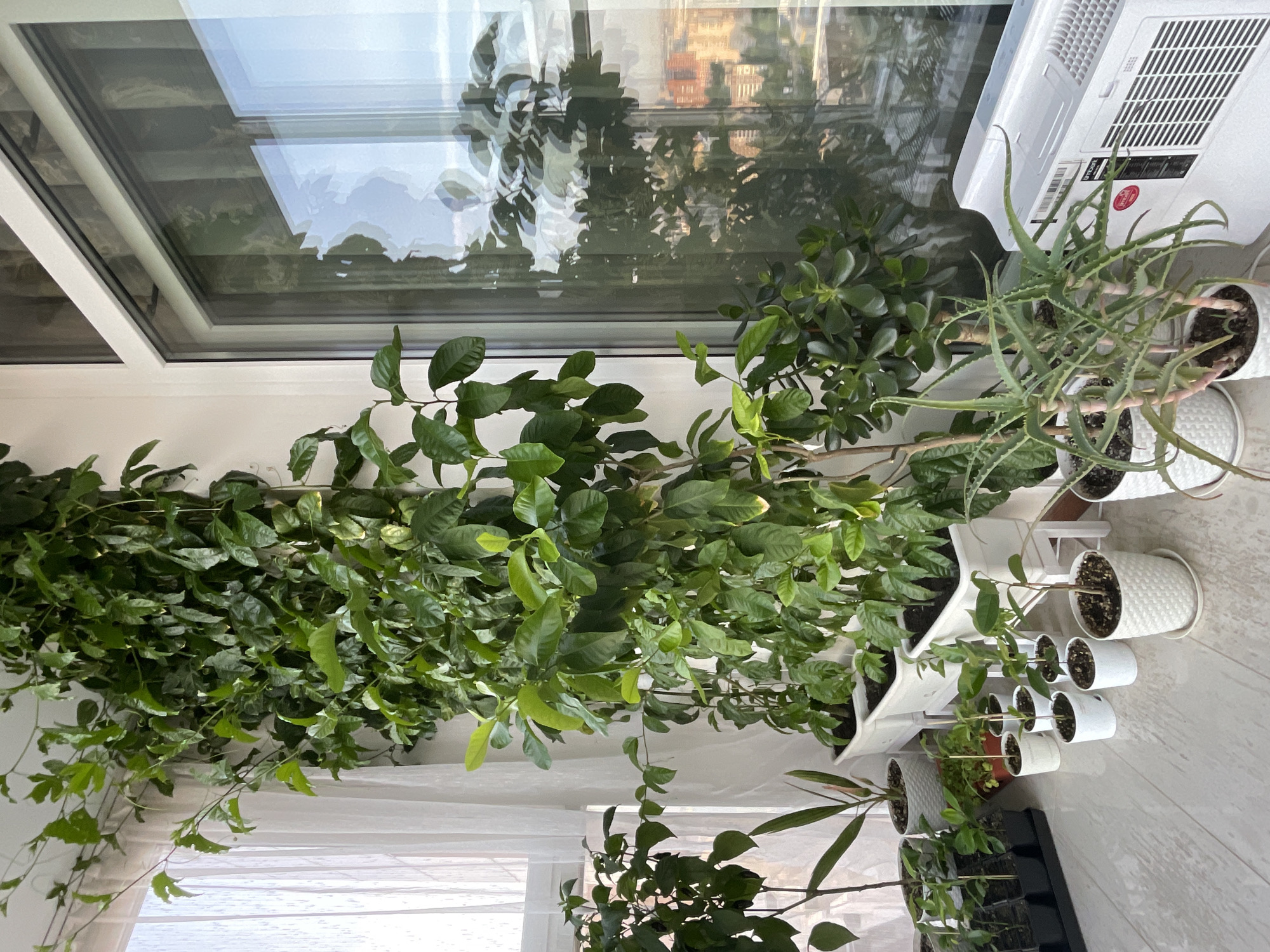 The image depicts an indoor balcony with numerous potted plants. A large vine plant with green leaves is growing vertically along the wall, reaching the ceiling. Various other potted plants, including succulents and small trees, are arranged on the floor and on stands. A white air conditioner unit is placed on the right side of the balcony. A large window on the right reflects the indoor environment and offers a view of a city skyline with buildings. The flooring is a light-colored tile. There are no people or animals visible in the image. The scene is well-lit, suggesting daylight.
