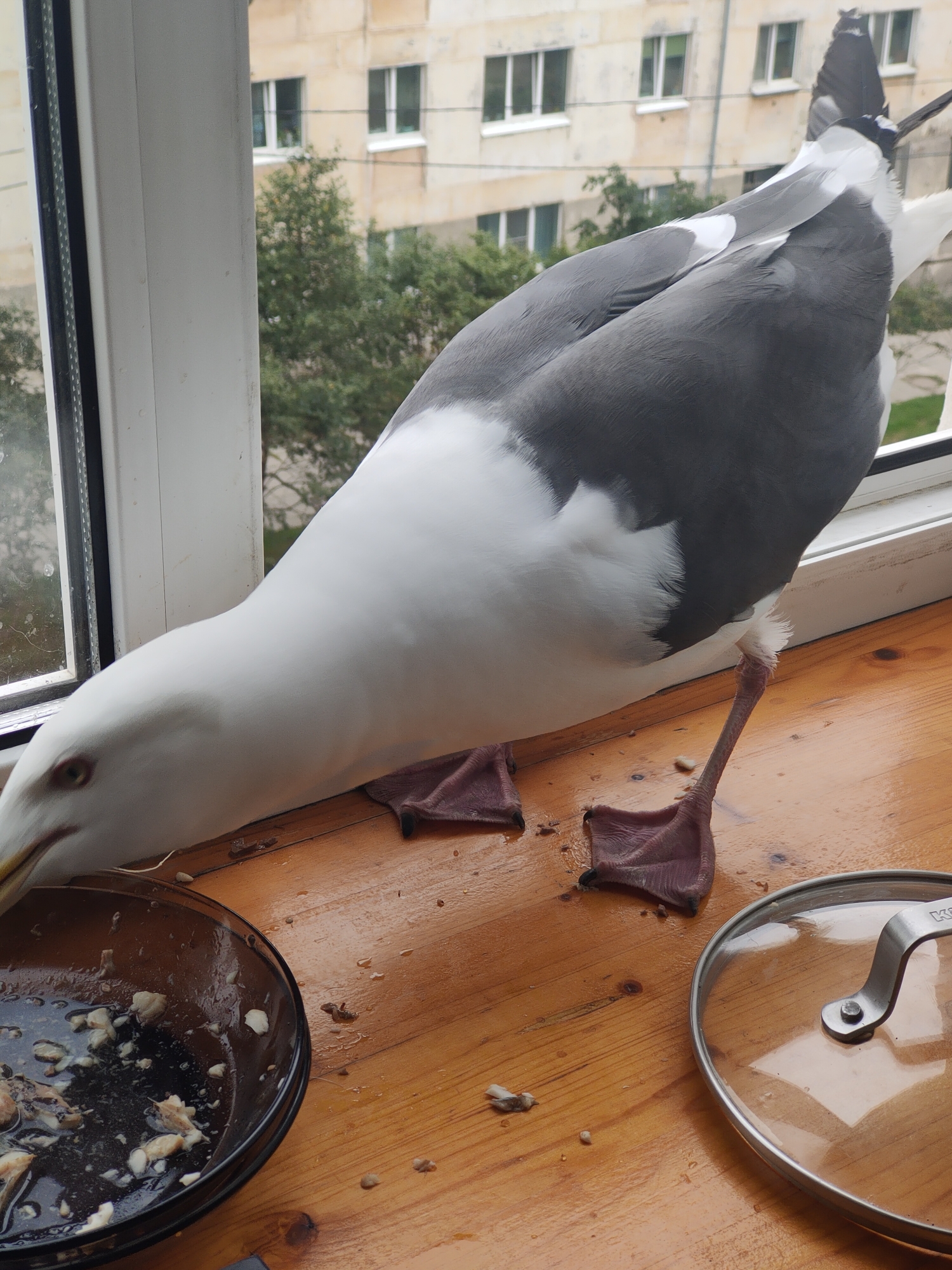A close-up, eye-level shot captures a large seagull with predominantly white and gray plumage perched on a wooden windowsill indoors, with a blurred urban background suggesting a setting in Magadan, Russia. The seagull is actively feeding from a small, dark-colored dish containing remnants of food. Its head is lowered towards the dish, and its beak is partially submerged. Visible details include the bird's webbed feet, one of which is positioned to the left of the dish and another to the right, its distinctive yellow beak, and its large, dark eye. The wooden surface of the windowsill appears slightly wet and has scattered food particles and droplets. To the right of the seagull, a glass pot lid with a metal handle rests on the windowsill. The background features the facade of an apartment building with multiple windows and trees, consistent with an urban environment. The lighting suggests it is daytime, with the light source likely originating from the window.