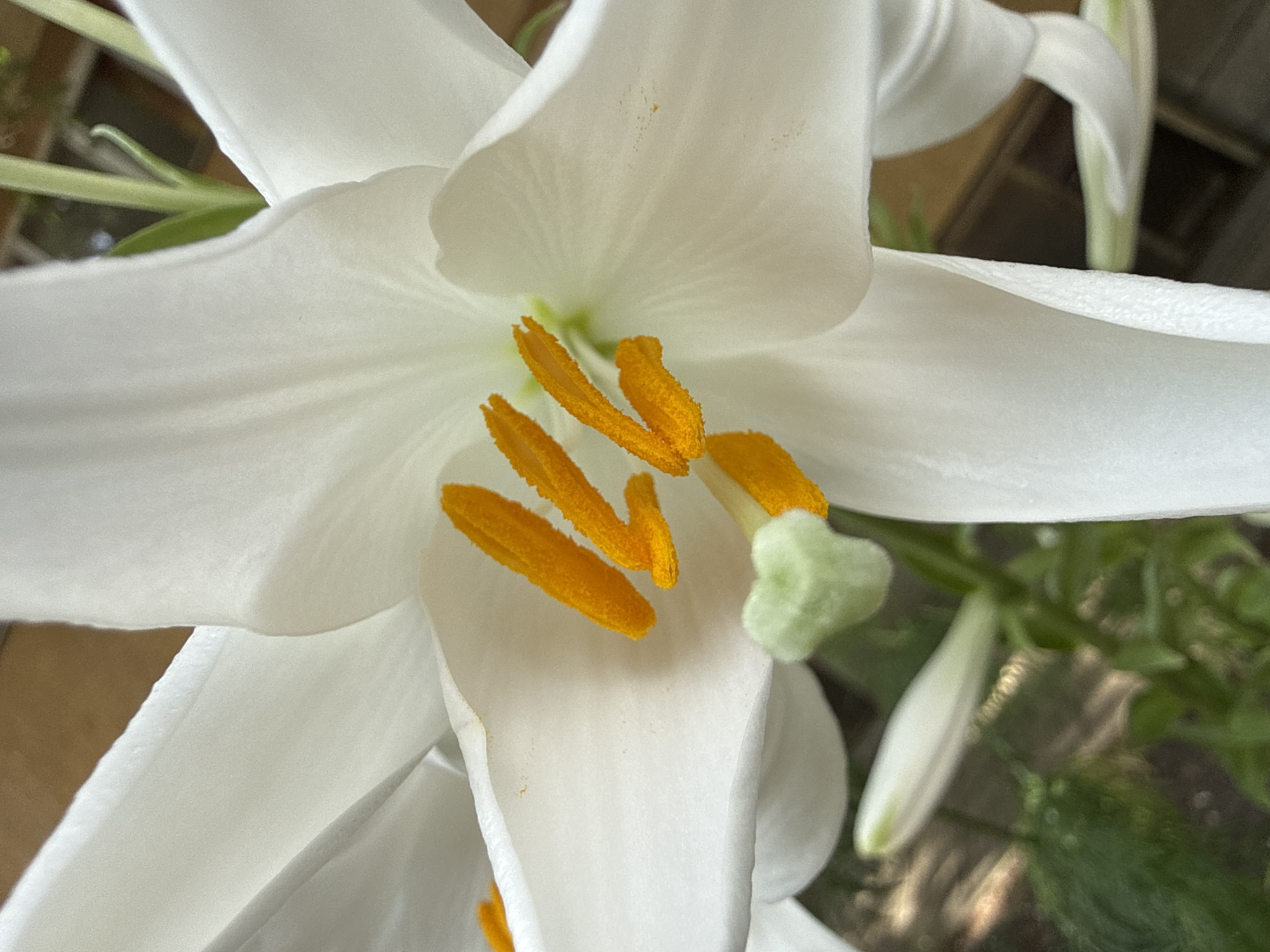 This close-up photograph depicts a white lily flower, specifically highlighting its central reproductive structures, in the city of Kardzhali, Bulgaria. The image is sharply focused on multiple prominent stamens with vibrant orange-yellow anthers, visibly covered in pollen. A distinct light green, club-shaped stigma is centrally located, extending above the anthers. Six white petals, exhibiting subtle textural variations and minor surface specks, frame these central elements. The background is rendered with significant blur, showing green foliage consistent with the lily plant. Beyond the foliage, indistinct brown and darker forms are present, suggesting man-made structures such as a building or fence. The scene is illuminated by natural light. No individuals, specific actions, or interactions are depicted.