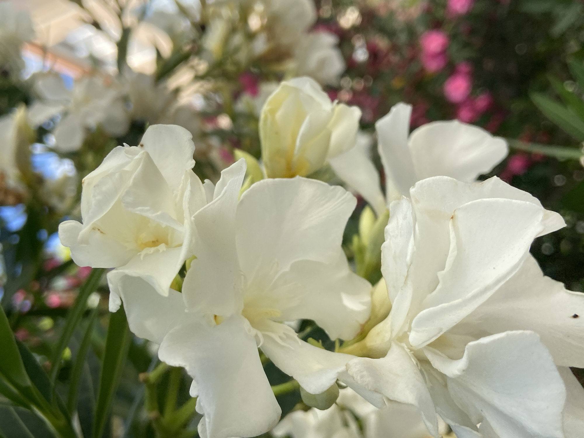 A close-up, vertical, eye-level shot focuses on a cluster of delicate, white flowers in full bloom. The petals are soft and slightly ruffled, with hints of pale yellow in the center of some blossoms. The flowers are set against a blurred background of green leaves and distant pink and white flowers, suggesting a garden or natural setting. Sunlight filters through the foliage, creating soft highlights on the petals. The image was taken in Budva, Montenegro.