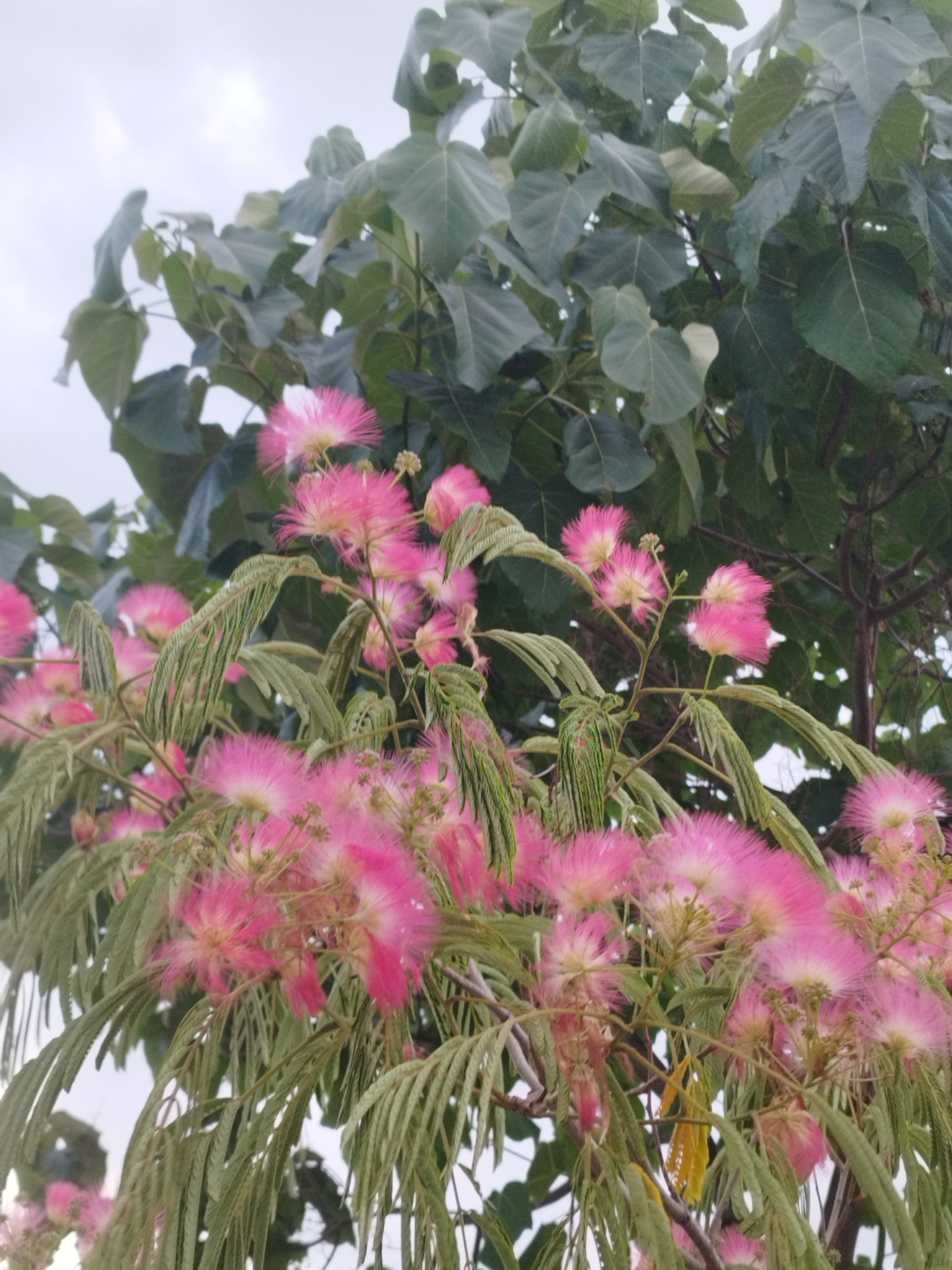 The image depicts a close-up view of a blooming Mimosa tree, with its distinctive pink, fluffy flowers dominating the foreground. The delicate petals are a vibrant shade of pink, fading to a lighter hue at the tips, and are clustered together on thin stems. The leaves of the Mimosa tree are feathery and green, with a delicate, serrated edge, contrasting with the larger, darker green leaves of another tree in the background. The sky above is overcast, with a pale, diffused light. No people or specific landmarks of Constanța, Romania are visible.