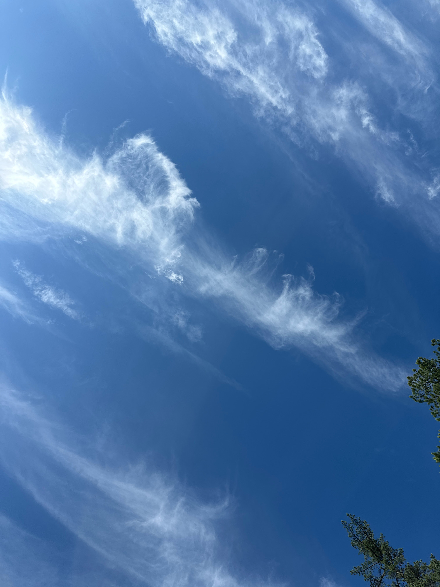 A low-angle shot captures a vibrant blue sky filled with wispy, white cirrus clouds that stretch across the frame. The clouds are elongated and feathery, appearing to be blown by the wind. In the lower right corner, the dark green needles of pine trees are visible against the bright sky, suggesting an outdoor, possibly forested, environment. The lighting indicates a clear, sunny day. There are no people or animals present in the image, and no specific landmarks or buildings are visible to indicate a precise location within Bajina Basta Municipality, Serbia. The scene is serene and natural.