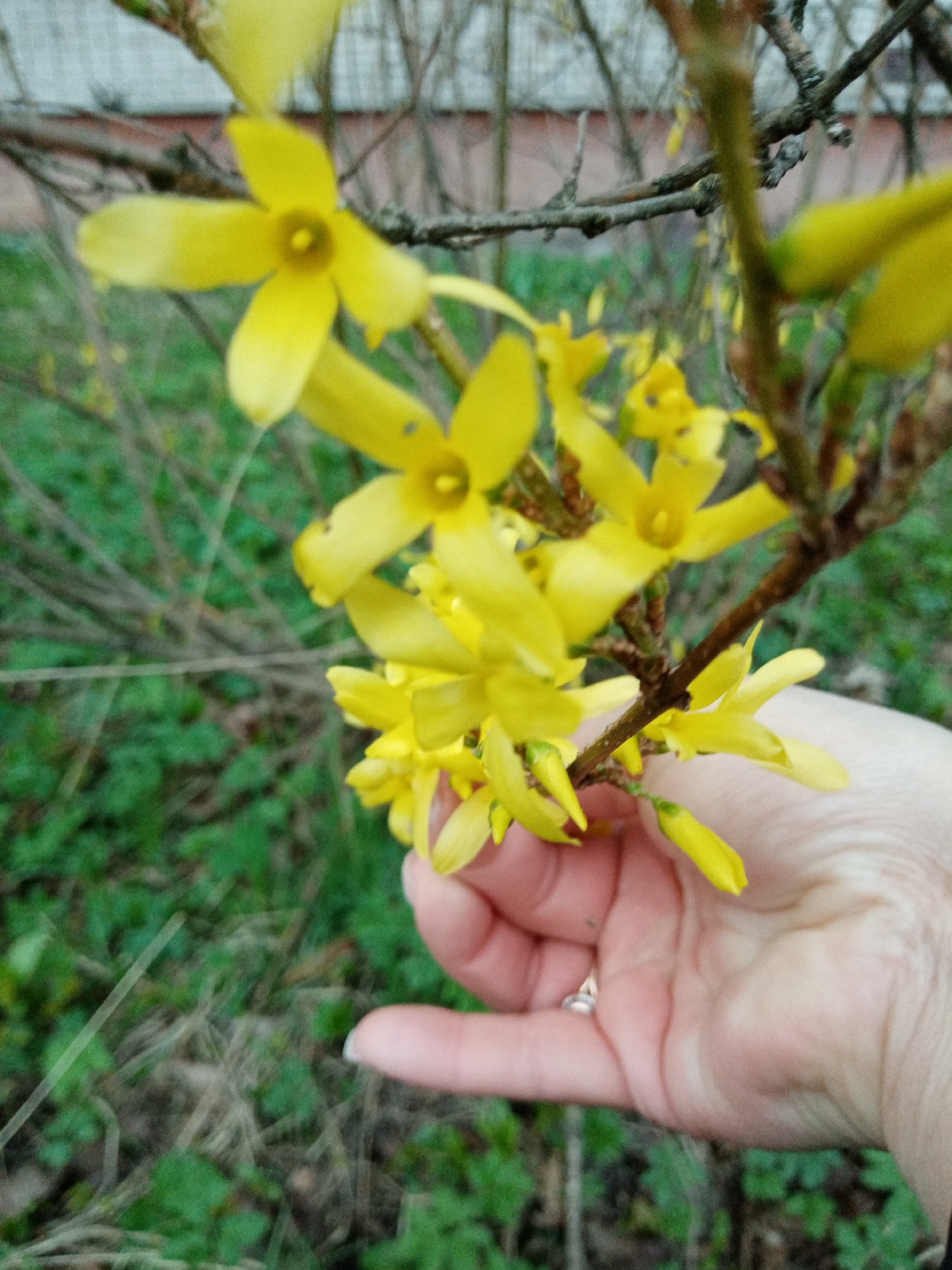 A close-up outdoor photograph shows a person's hand gently holding a cluster of bright yellow flowers blooming on a woody branch. The flowers, likely Forsythia, have four petals and a prominent central stamen, indicating early spring bloom. The hand, appearing to belong to an adult, is light-skinned with visible wrinkles, and a simple silver ring is worn on the ring finger.
The branch from which the flowers emerge is dark brown and appears gnarled, typical of a mature shrub or tree. In the immediate background, blurred green foliage and dry grass cover the ground, suggesting a natural or unmanicured area. Further back, more bare branches are visible, indicating the trees are just beginning to leaf out. A faint, blurry structure, possibly a building with a reddish-brown base and a lighter upper section, can be seen in the distant background.
The image captures a serene moment, focusing on the fresh bloom of spring. The lighting is soft and diffused, suggesting either an overcast day or indirect sunlight. No specific time of day is discernible, but it is clearly daylight. No text is visible in the image. The scene is set outdoors, in what appears to be a garden or park in Elektrostal, Russia.