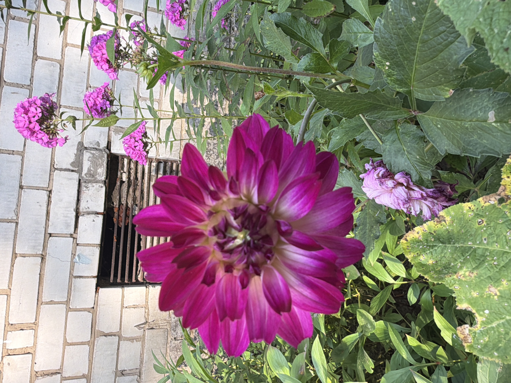 An extreme close-up shot focuses on a large, vibrant magenta dahlia flower in the foreground, its petals layered and detailed. Behind it, a cluster of smaller pink phlox flowers are in full bloom, adding a softer hue. The backdrop is a weathered, white brick wall with a dark, grated opening. Green foliage fills the spaces between the flowers and the wall, with some leaves showing signs of age or damage. The scene appears to be in a garden setting within a city, though the specific location is unknown.