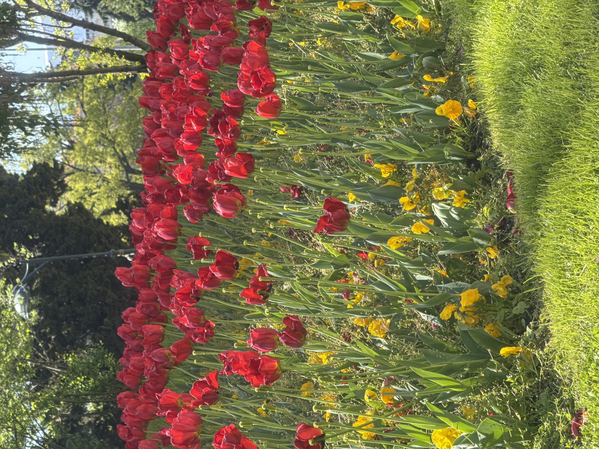 The image shows a flower bed in a park. Red tulips are in full bloom, interspersed with yellow flowers. Green grass borders the flower bed. Trees are visible in the background. The image was likely taken during the day, as there is bright sunlight. The location is likely in Sofia, Bulgaria. There are no people visible in the image.