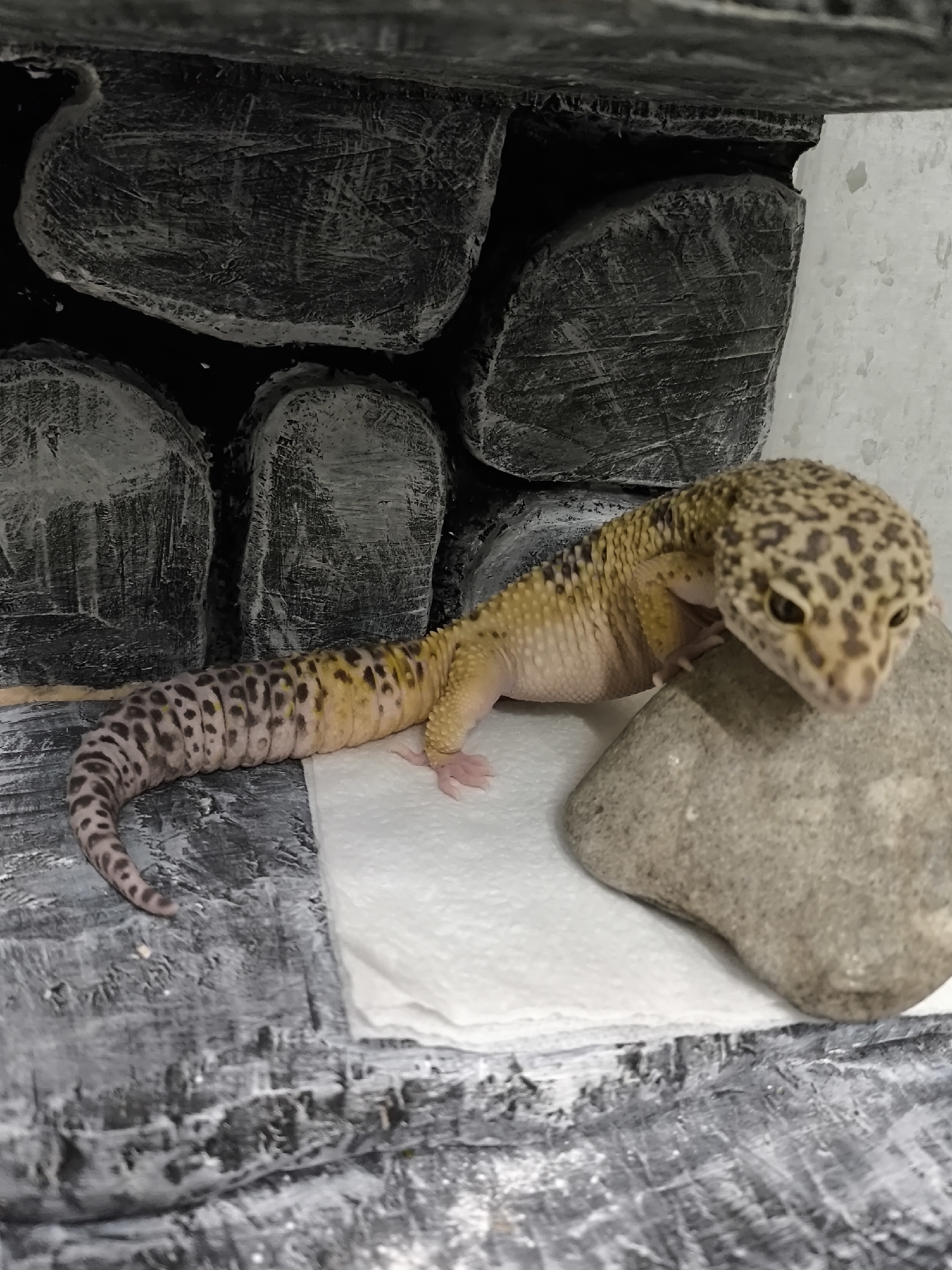 A leopard gecko (Eublepharis macularius), characterized by its spotted head, yellow and tan banded body, and dark-spotted tail, is positioned in an enclosure located in the city of Chaikovsky, Russia. The gecko rests with its head on a light-grey, smooth-edged rock situated on a white paper towel. Its body extends leftward over the paper towel, with its tail curving onto a dark-grey, textured surface that simulates rocky ground. The background consists of several irregular, dark-grey textured shapes resembling stacked rocks or logs, with a dark, textured horizontal element at the top.