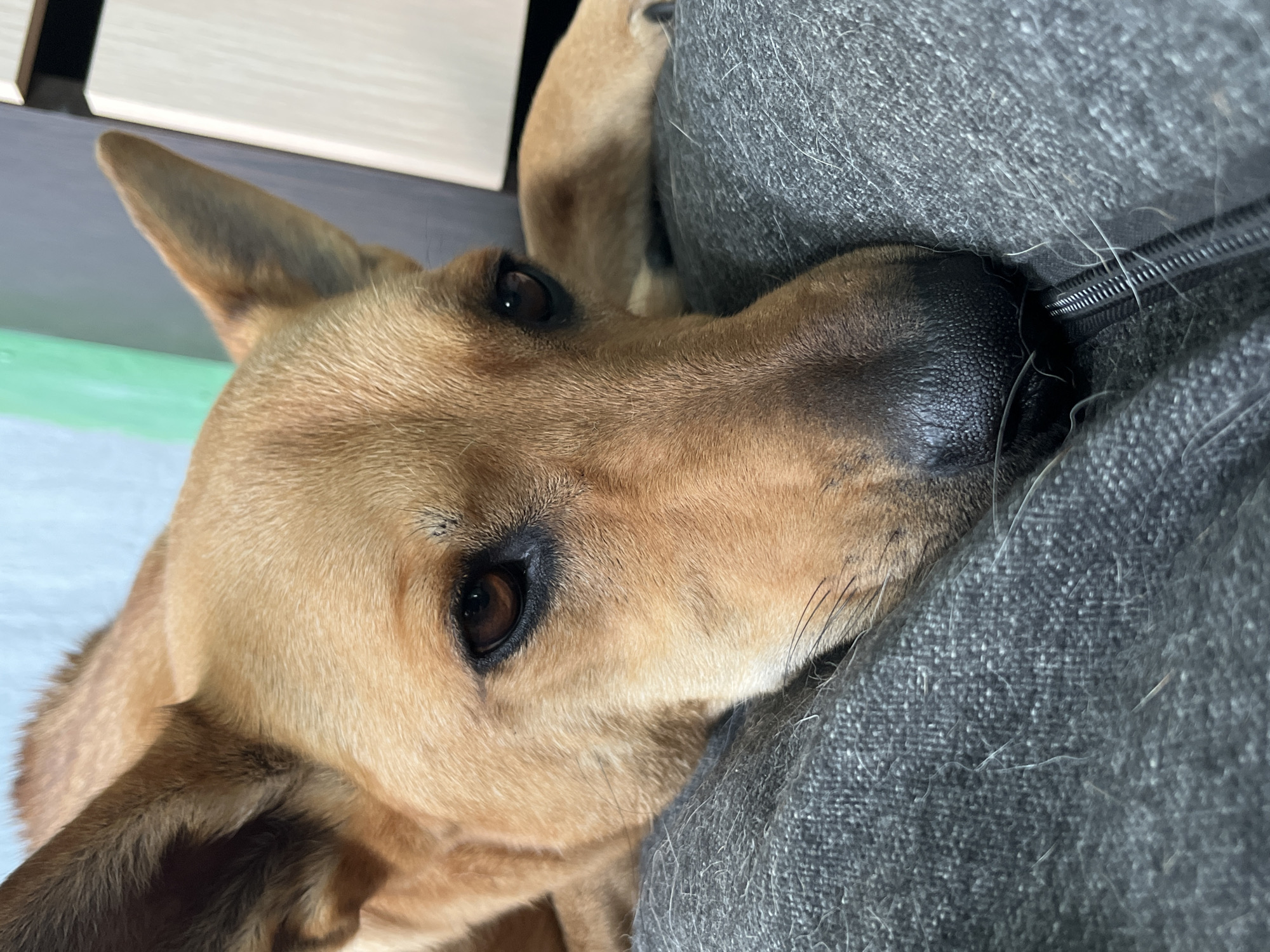 A close-up, eye-level shot shows a light brown dog resting its head on a gray surface, possibly a lap or cushion. The dog's eyes are dark brown and appear to be looking slightly down and to the left. Its ears are alert and pointed upwards. The background is blurred, with hints of a light blue wall and a light-colored object on the right. The texture of the gray surface is visible, with some stray hairs. There is a visible zipper on the gray surface. The image is an indoor shot. The location in the city of Nizhny Tagil, Russia, cannot be determined from the visual information provided.