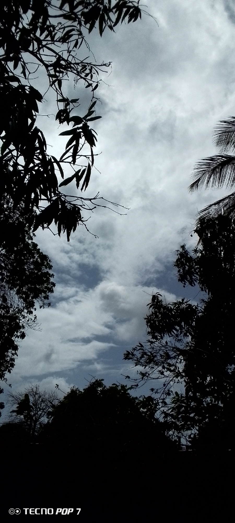 The image is a low-angle shot of a cloudy sky framed by silhouetted tree branches and foliage. The lower portion of the image is predominantly black, obscuring any ground details, but a watermark "TECNO POP 7" is visible in the bottom left corner. The sky displays a mix of light and dark gray clouds, with patches of blue visible. The silhouettes of leaves and branches suggest a natural setting, possibly a park or garden. Without further information, it's impossible to specify a precise location within Altagracia, Venezuela.
