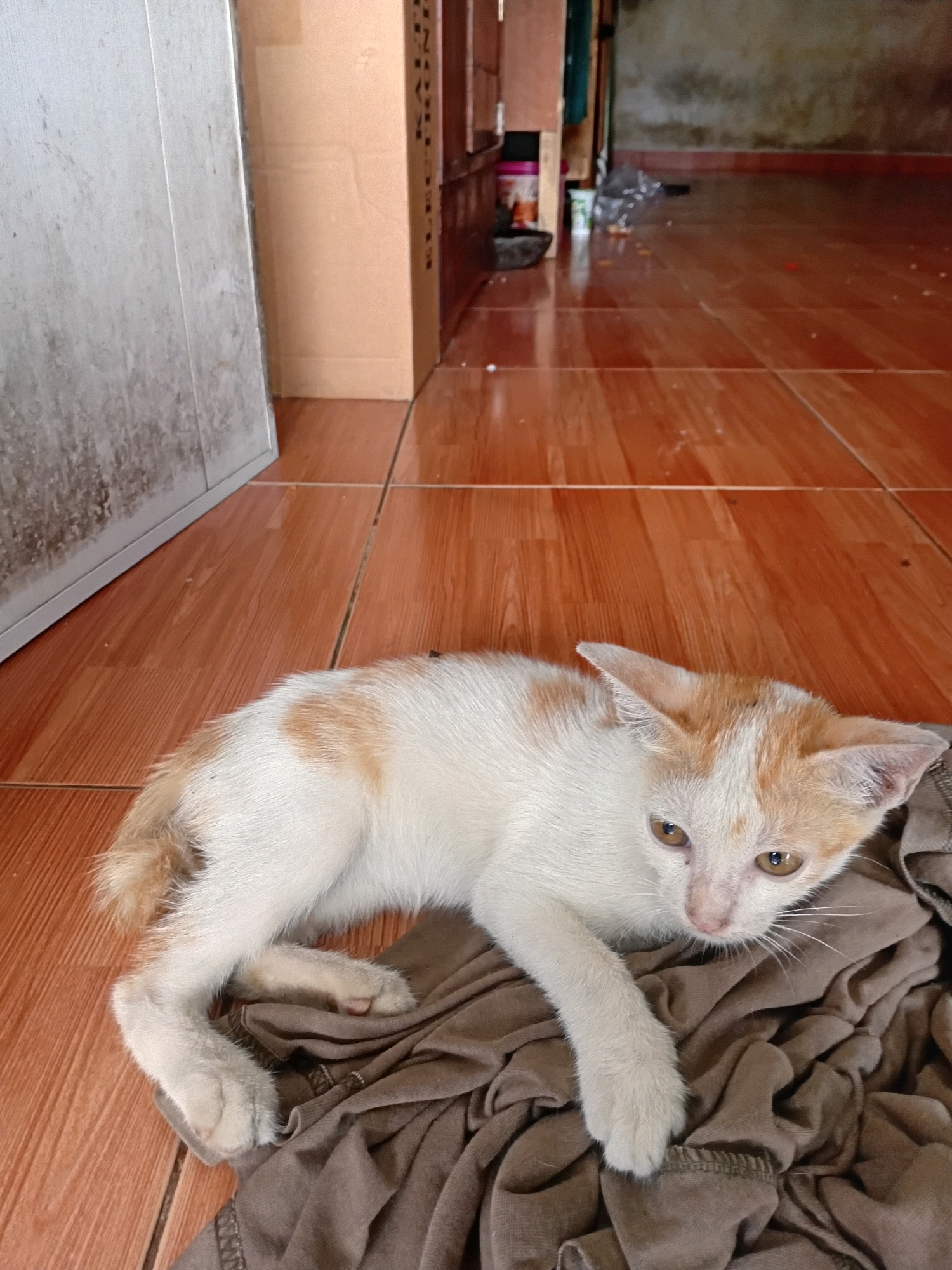 A white and orange tabby kitten lies on a brown garment on a tiled floor. The kitten is resting its head and body on the fabric, with its front paws extended forward. Its eyes are open and looking towards the camera. The floor is made of reddish-brown tiles with visible grout lines. In the background, to the left, is a portion of a silver cabinet or metallic surface with some dirt or discoloration. Further back, there are cardboard boxes and a wooden structure, suggesting an indoor setting that appears to be a storage area or less-maintained part of a building. The overall environment suggests a casual or slightly cluttered indoor space, potentially within a residential or commercial area in Tangerang, Indonesia.