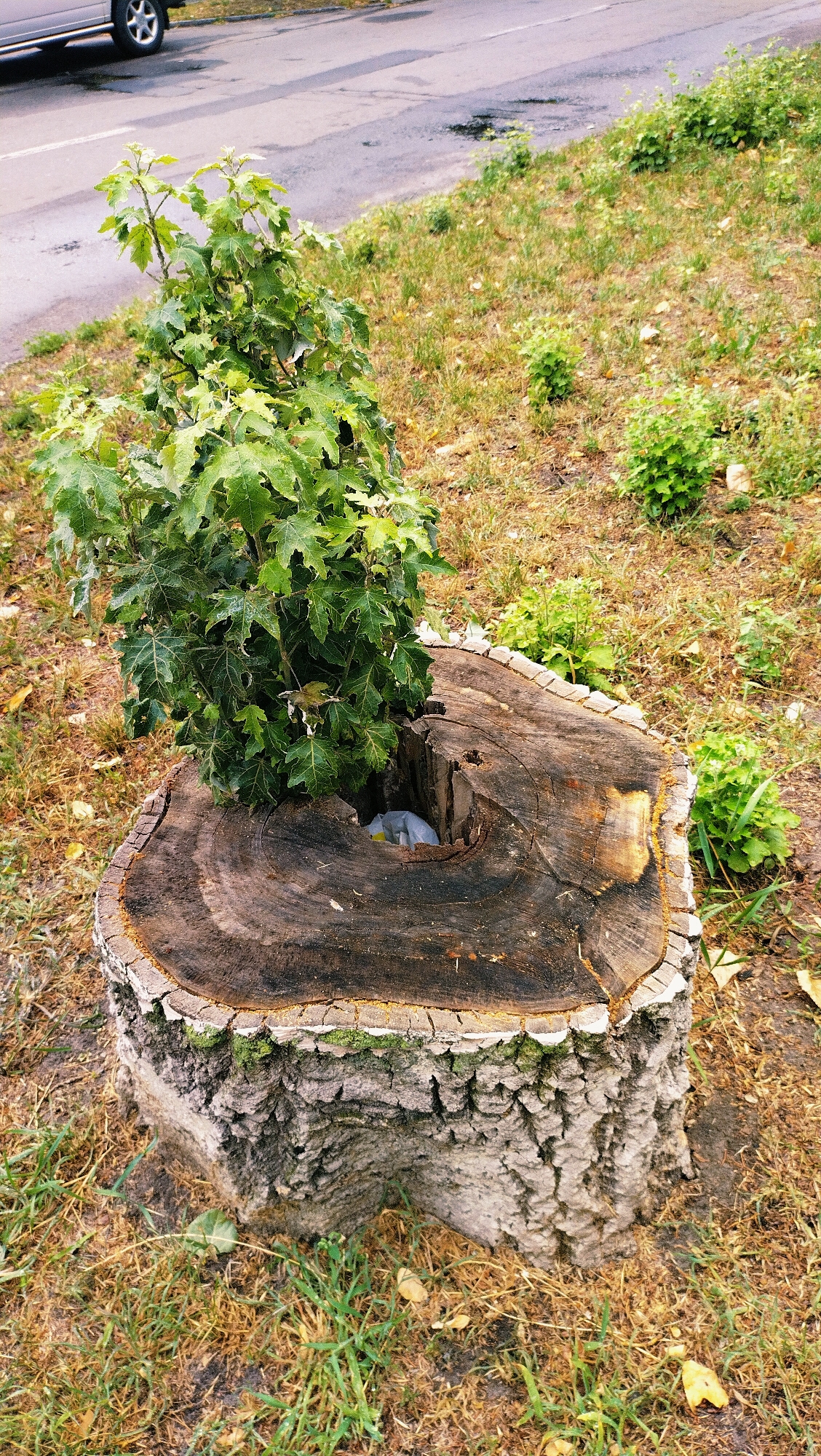 A young tree grows from the center of a large, weathered tree stump situated on a grassy embankment next to a road. The tree stump is dark brown and rough, with a hollowed-out section in the top where the new tree emerges. The tree itself has vibrant green leaves and appears healthy. The surrounding environment is dry and grassy, with fallen leaves scattered on the ground. In the background, a portion of a road and a car are visible, suggesting an urban or suburban setting. The scene is likely located in Horishni Plavni, Ukraine, as indicated by the provided context.