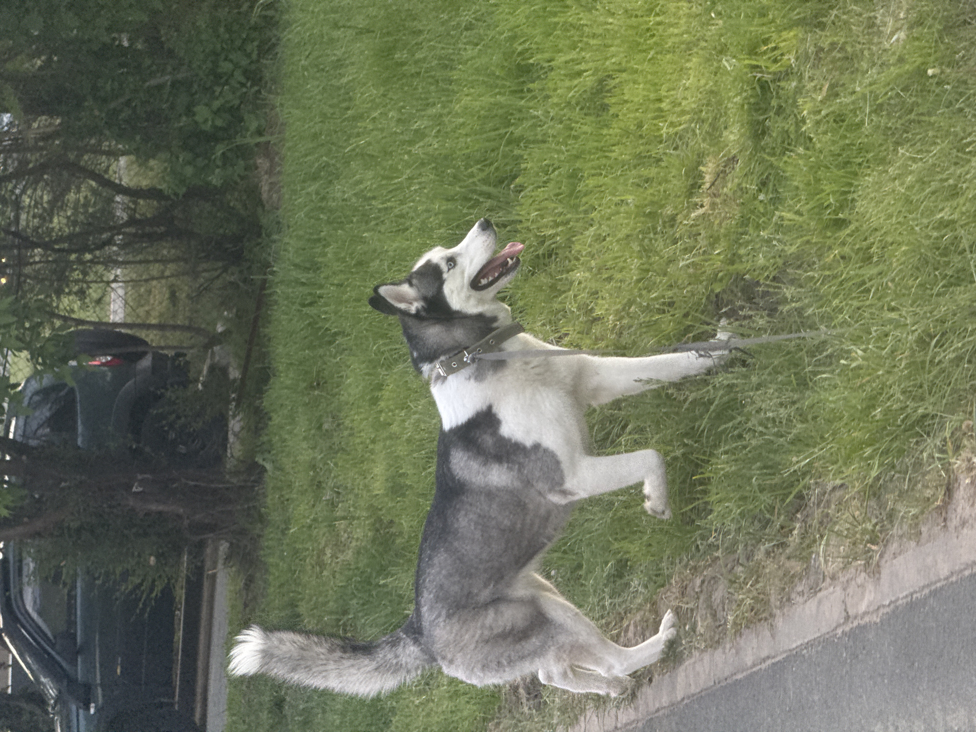 A husky is standing on its hind legs on a grassy patch next to a sidewalk and a street. The dog is wearing a collar and a leash, and it has its mouth open and tongue out. A car is parked in the background, partially obscured by trees. The location appears to be a city street in Unknown.