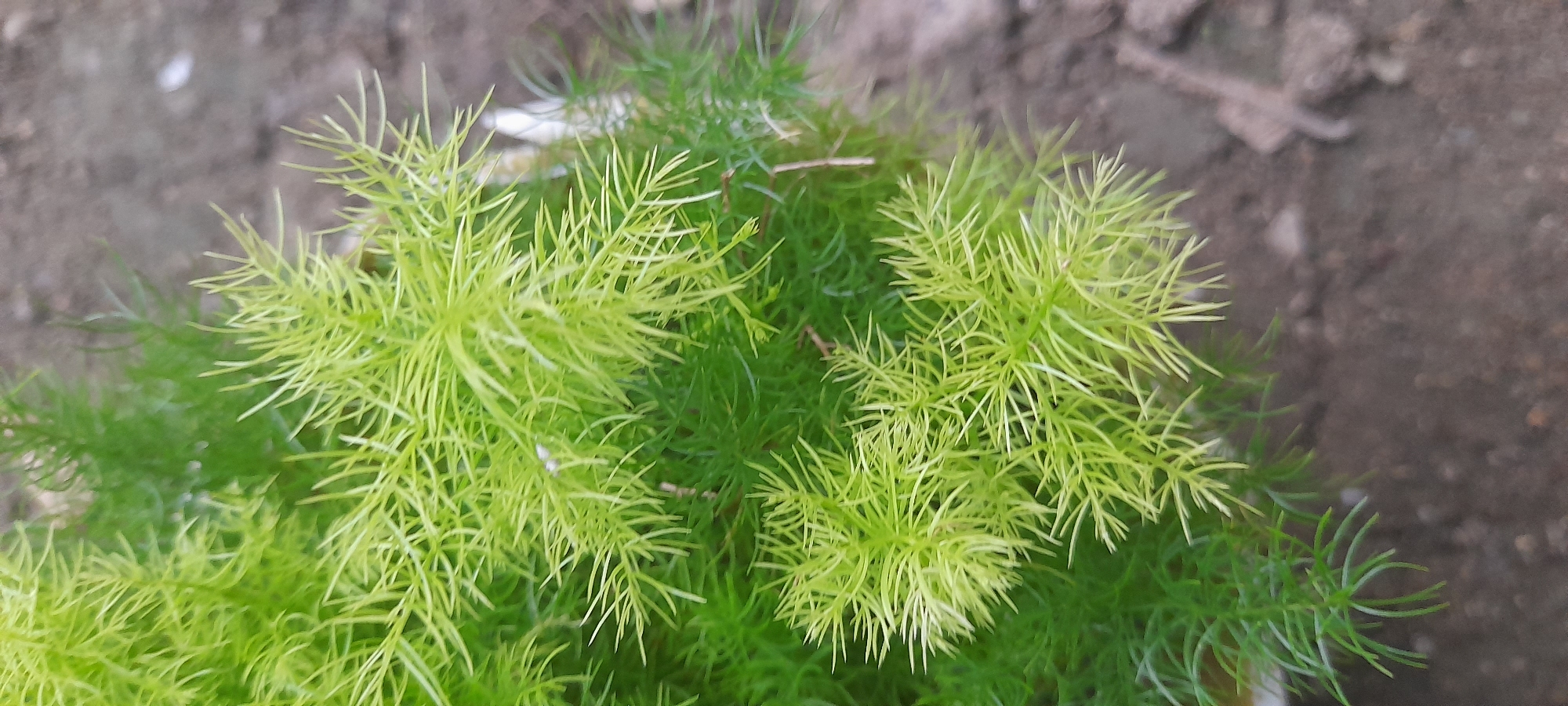 A close-up, top-down shot features an asparagus fern plant. The fern's feathery, needle-like leaves are predominantly light green, with some deeper green foliage visible beneath. The background shows a patch of gray-brown soil or dirt. The location is Buketteukuh, Indonesia. No people, actions, or interactions are depicted.