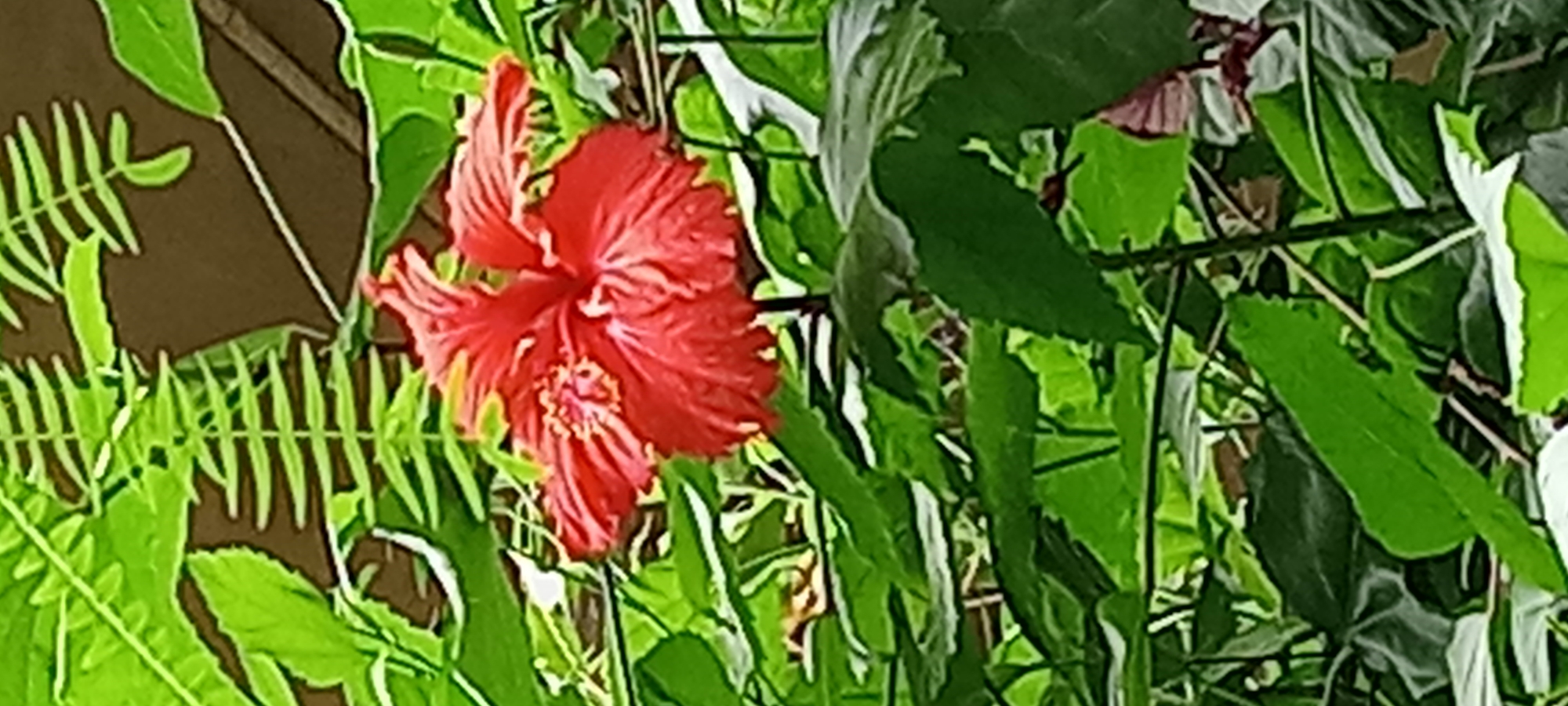 This is a close-up, vertical shot of a vibrant red hibiscus flower, its petals ruffled and delicate, amidst a lush backdrop of various green leaves. Some of the leaves appear to be fern-like, with intricate fronds, while others are broader and more ovate. The background is softly blurred, suggesting a shallow depth of field, and consists of darker brown tones, likely representing soil or a shaded area behind the foliage. The lighting is soft and diffused, highlighting the textures and colors of the flower and leaves. There are no people or animals visible in the image. The scene is natural and appears to be in a garden or a botanical setting. It is not possible to determine a specific location within Gelsenkirchen, Germany, based solely on this image.